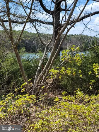 a view of a lake with a tree