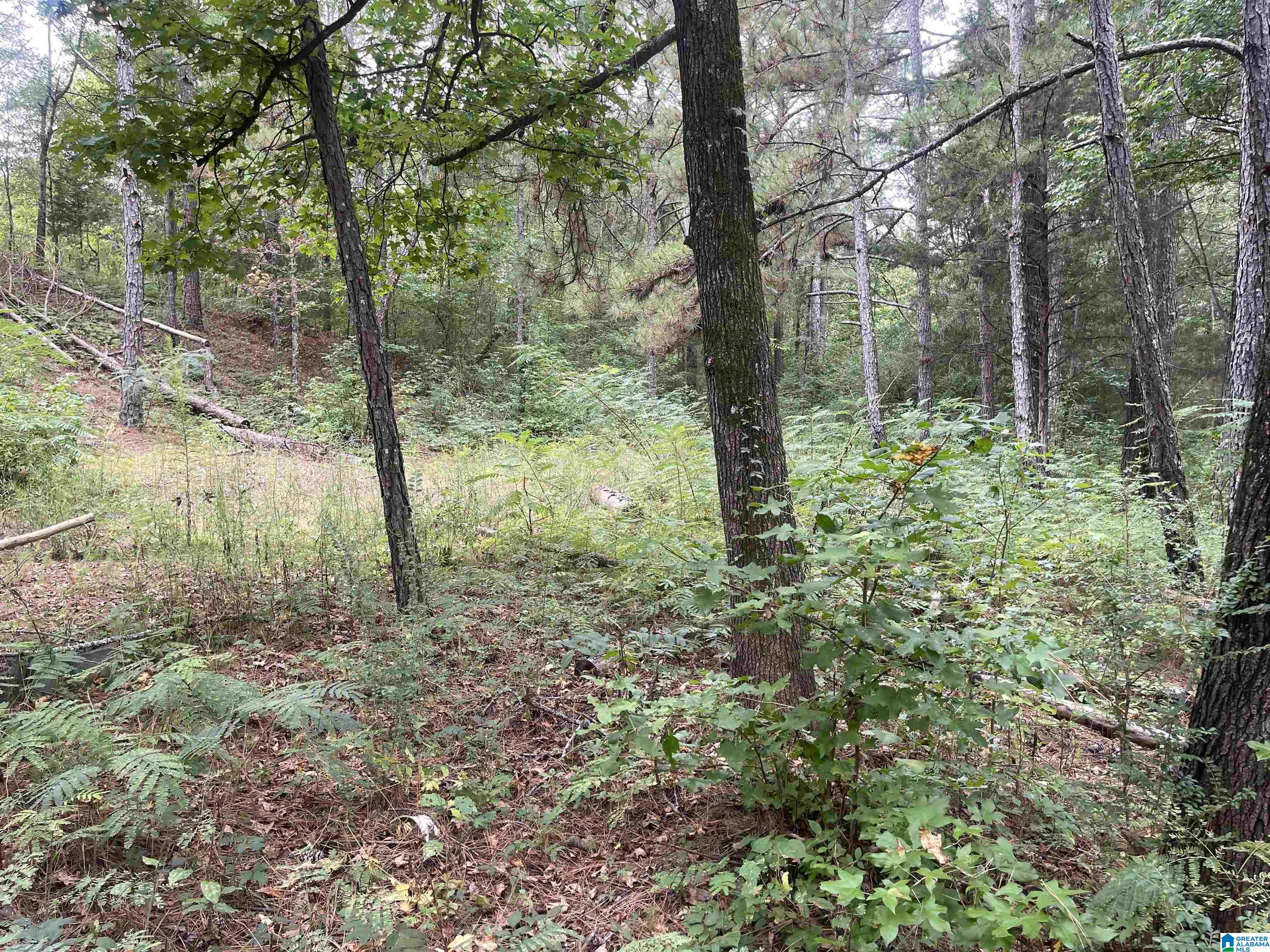 11781 Highway 144 Ragland, AL 35131 - Photo 46 of 49