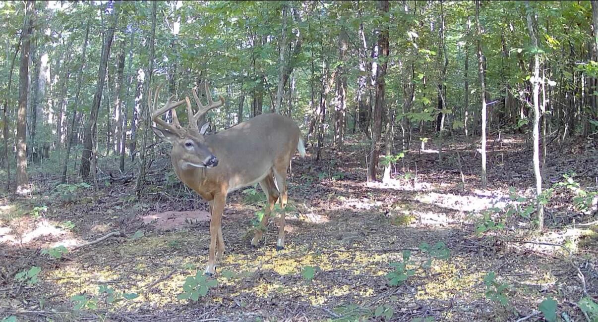 1134 Pisgah Road Smithland, KY 42081 - Photo 19 of 33 Trail Cam