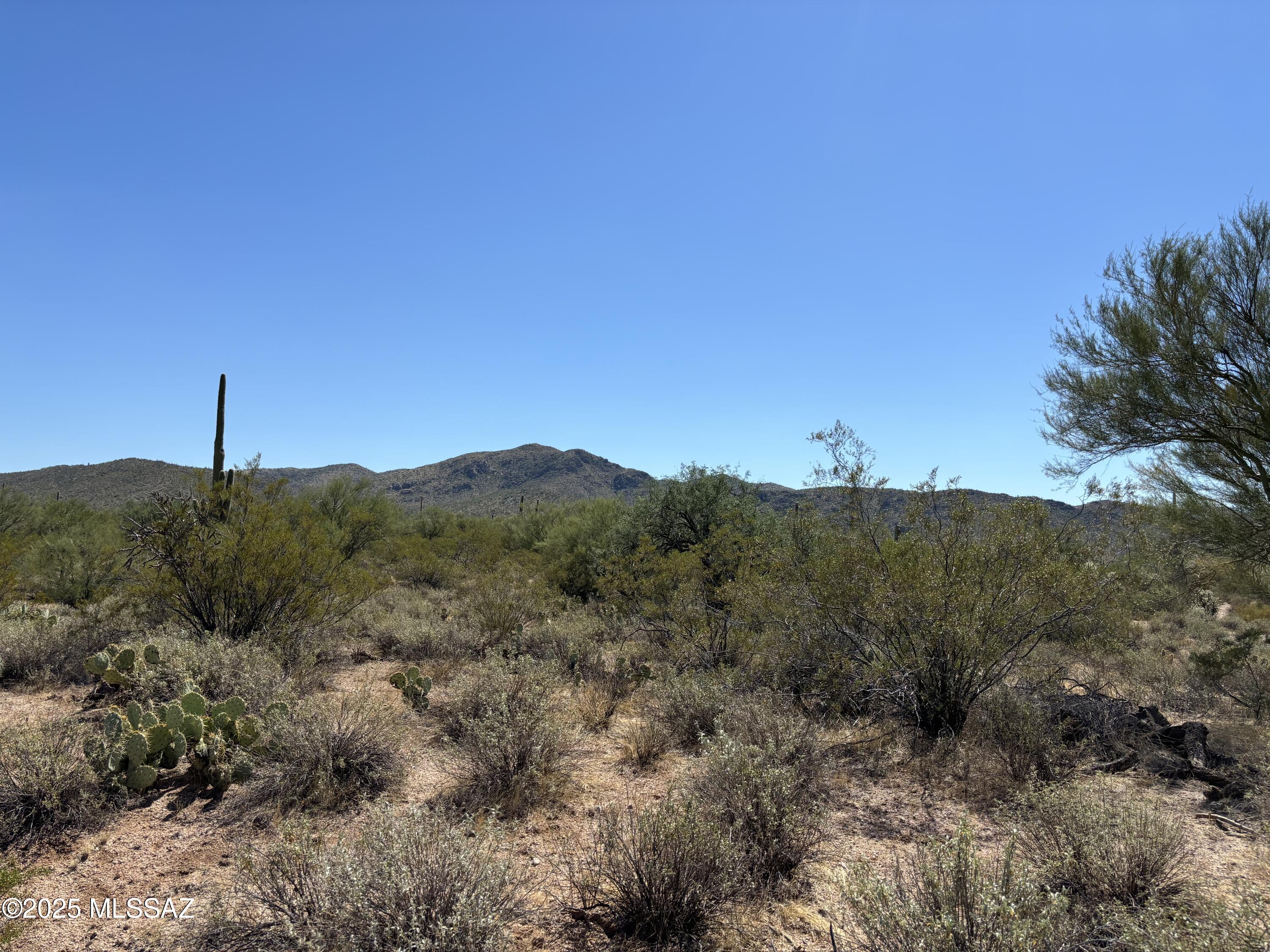 20-acres 20-acres Undetermined Road Payson, AZ 85541 - Photo 2 of 5 desert plants