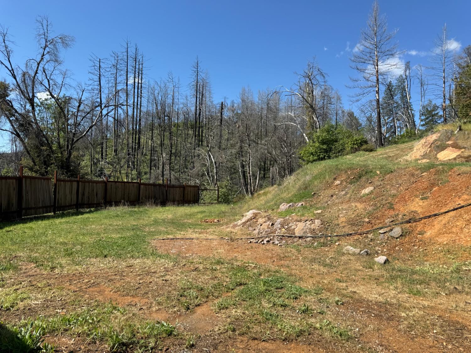 a view of a yard with a tree
