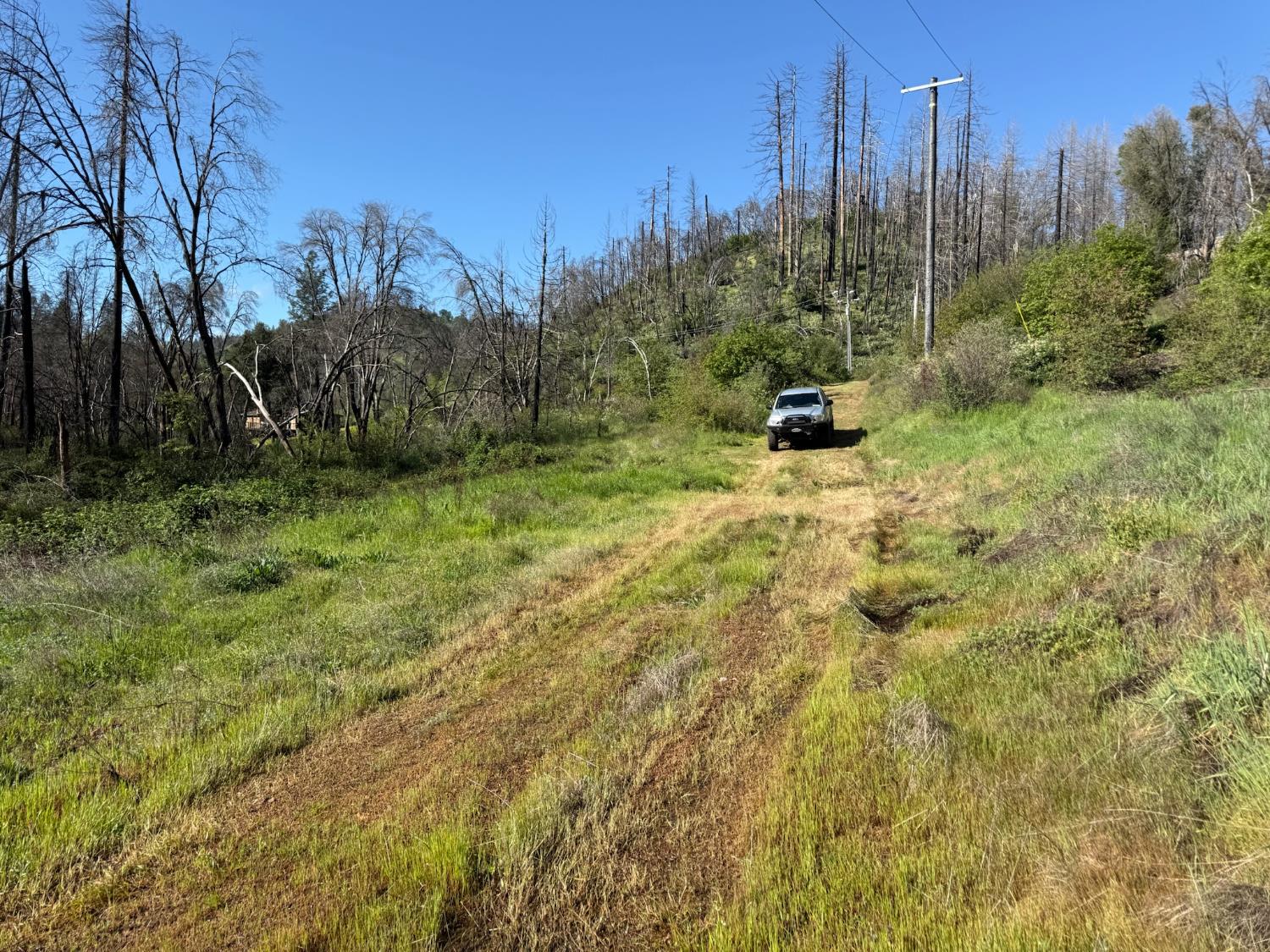 20976 Clydesdale Road Grass Valley, CA 95949 - Photo 13 of 54 a view of a trees in a yard