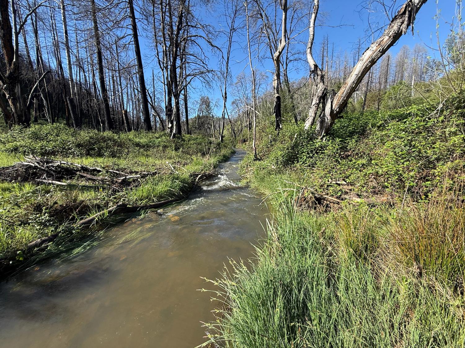 20976 Clydesdale Road Grass Valley, CA 95949 - Photo 17 of 54 a backyard of a house with lots of green space