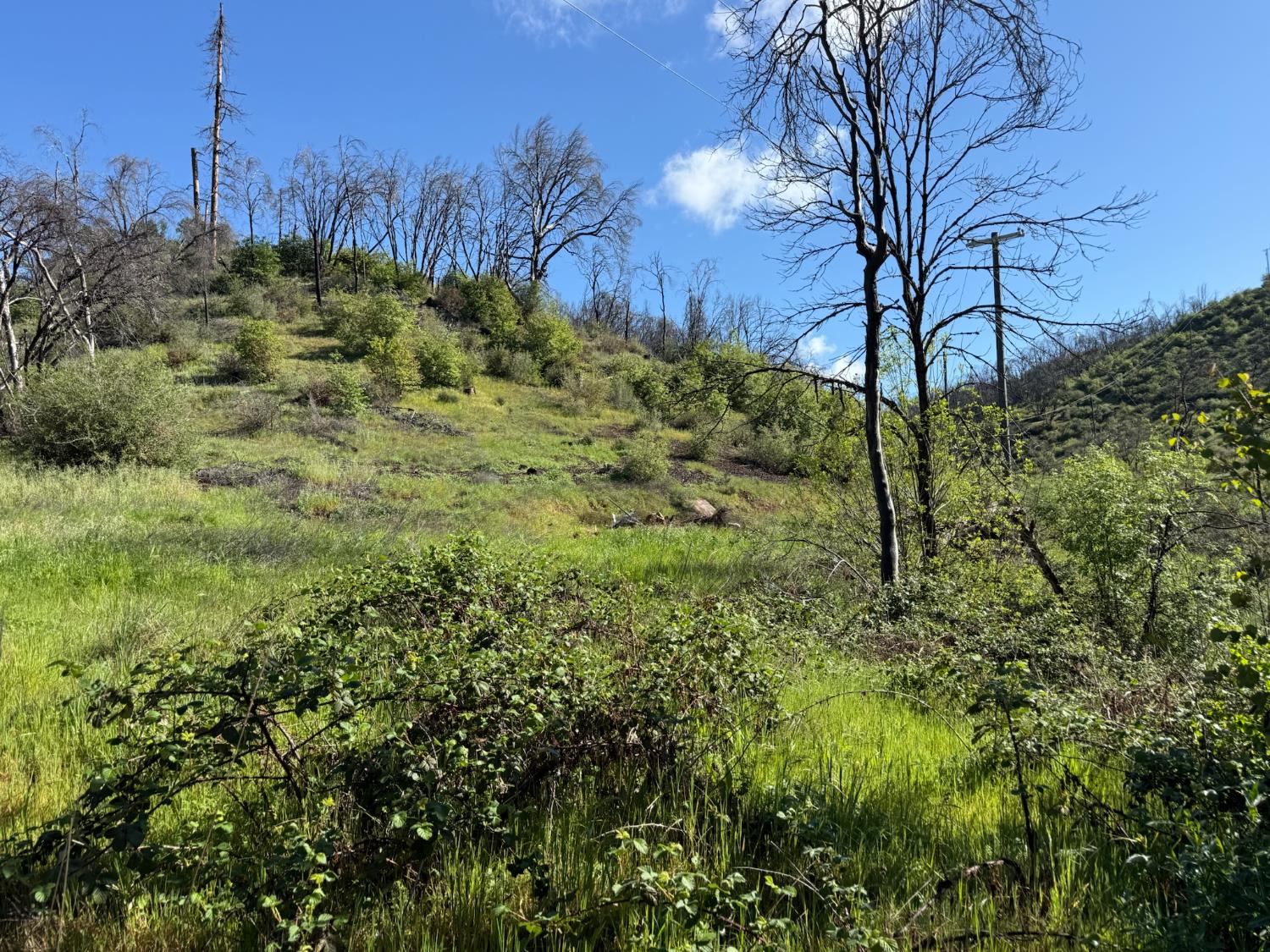 20976 Clydesdale Road Grass Valley, CA 95949 - Photo 18 of 54 a view of a garden