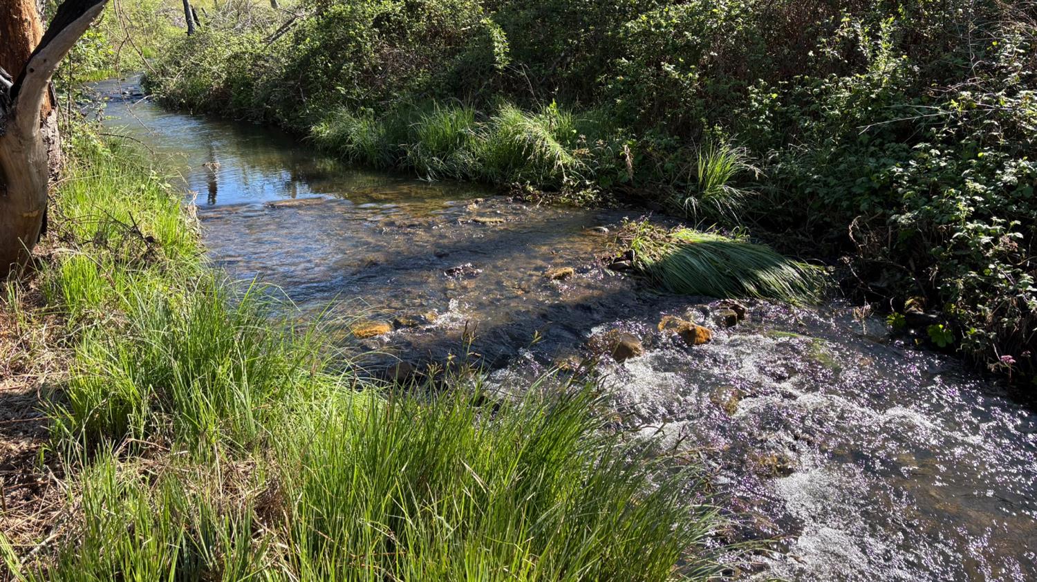 20976 Clydesdale Road Grass Valley, CA 95949 - Photo 2 of 54 a view of a yard with plants and large trees