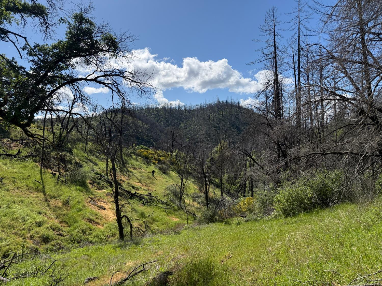 20976 Clydesdale Road Grass Valley, CA 95949 - Photo 36 of 54 a view of a yard