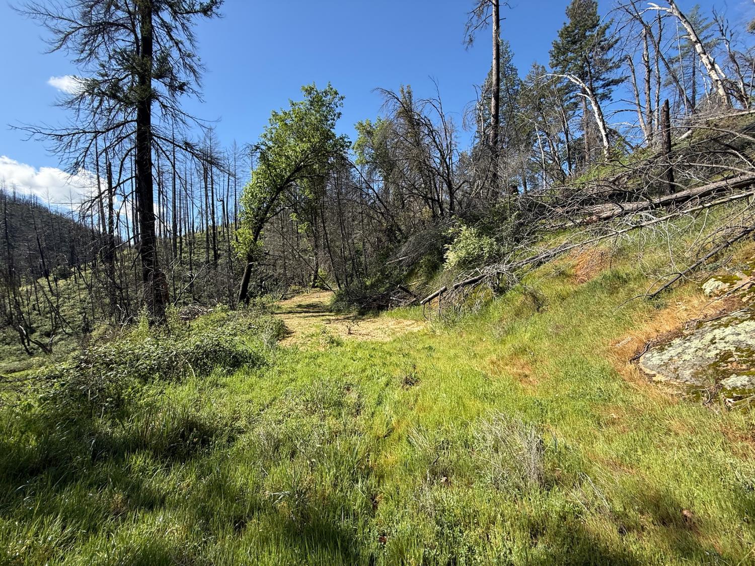 20976 Clydesdale Road Grass Valley, CA 95949 - Photo 37 of 54 a view of backyard of a house