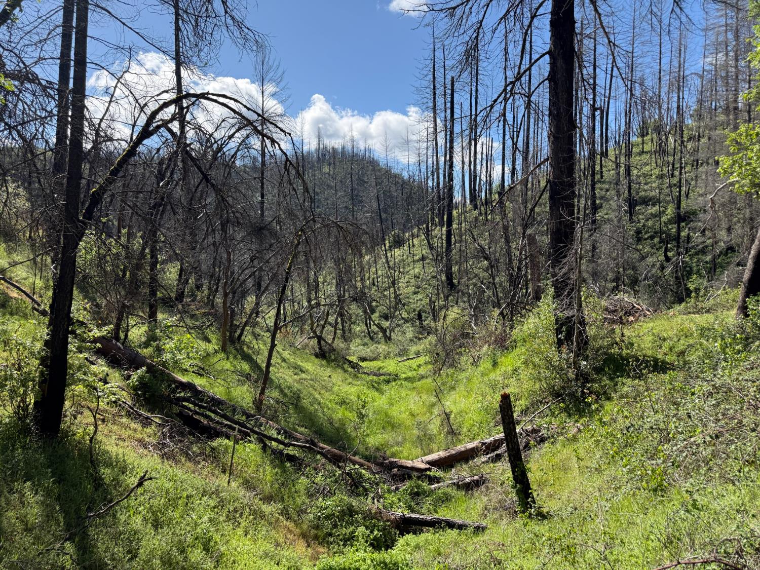 20976 Clydesdale Road Grass Valley, CA 95949 - Photo 38 of 54 a backyard of a house with lots of green space
