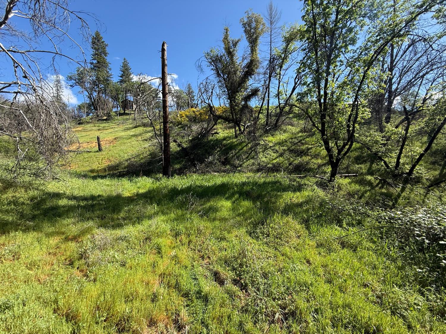 20976 Clydesdale Road Grass Valley, CA 95949 - Photo 40 of 54 a view of a yard with a tree