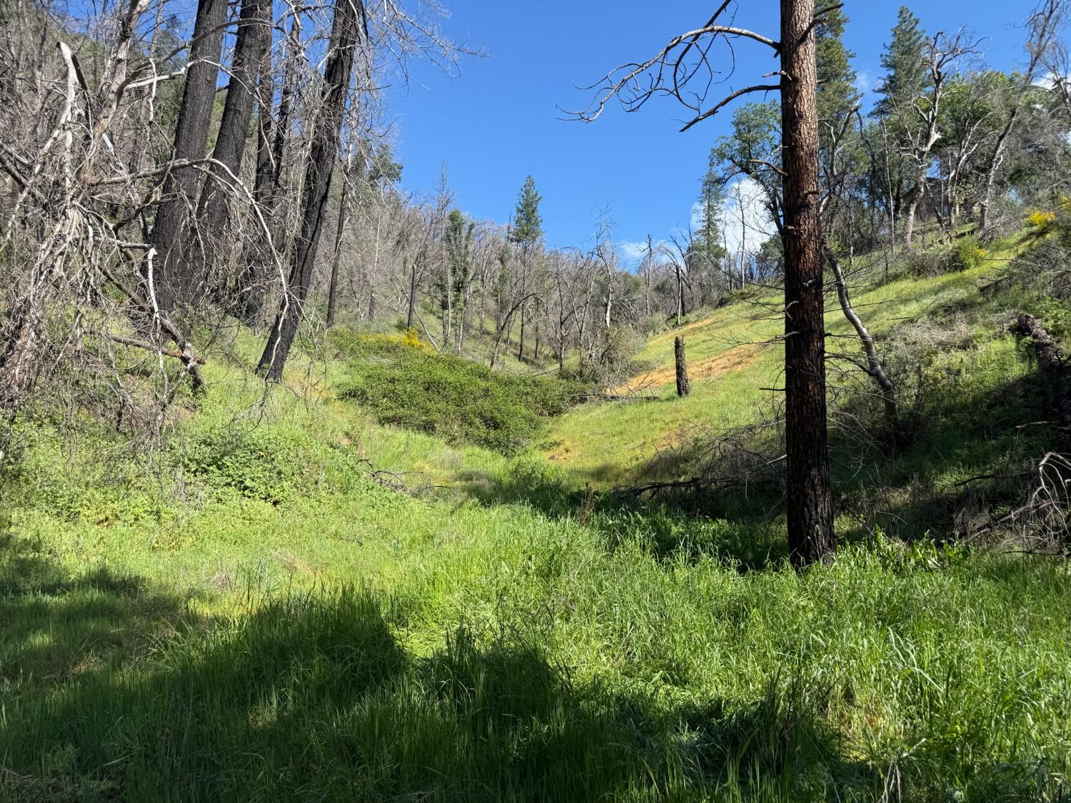 20976 Clydesdale Road Grass Valley, CA 95949 - Photo 41 of 54 a view of a yard with large trees