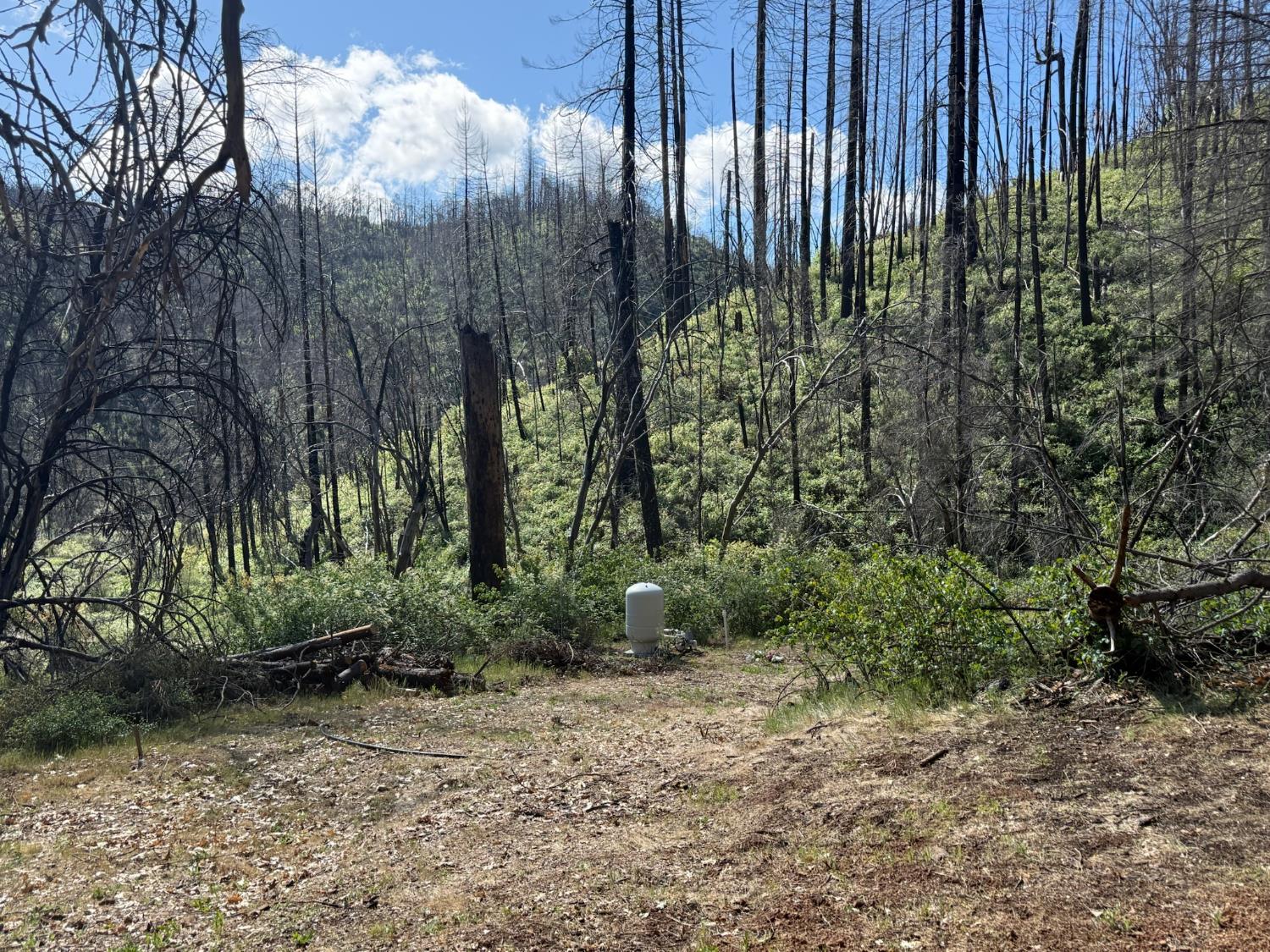 20976 Clydesdale Road Grass Valley, CA 95949 - Photo 43 of 54 a view of a garden with large trees
