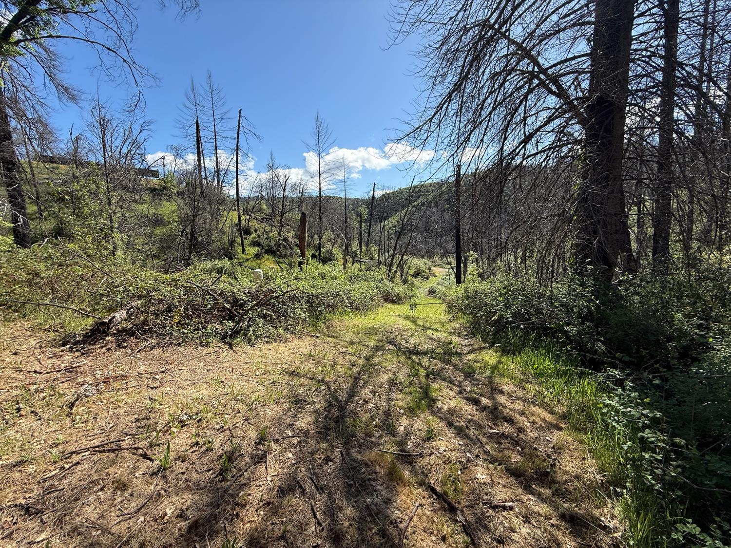 20976 Clydesdale Road Grass Valley, CA 95949 - Photo 44 of 54 a view of a yard with plants and trees