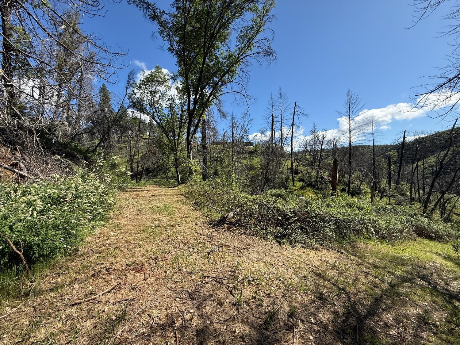20976 Clydesdale Road Grass Valley, CA 95949 - Photo 45 of 54 a view of a yard with plants and trees