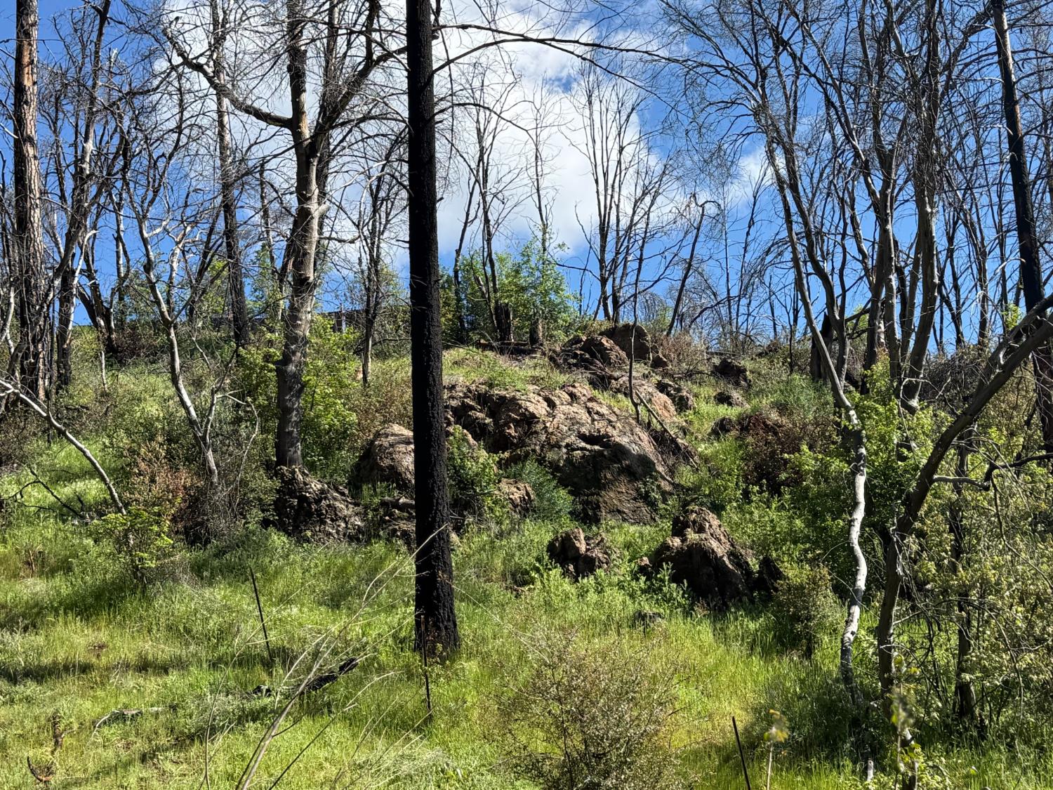 20976 Clydesdale Road Grass Valley, CA 95949 - Photo 46 of 54 a view of a yard with plants and trees
