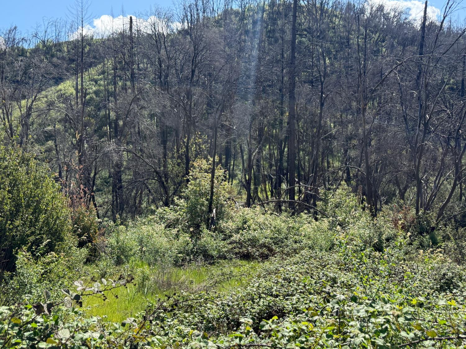 20976 Clydesdale Road Grass Valley, CA 95949 - Photo 47 of 54