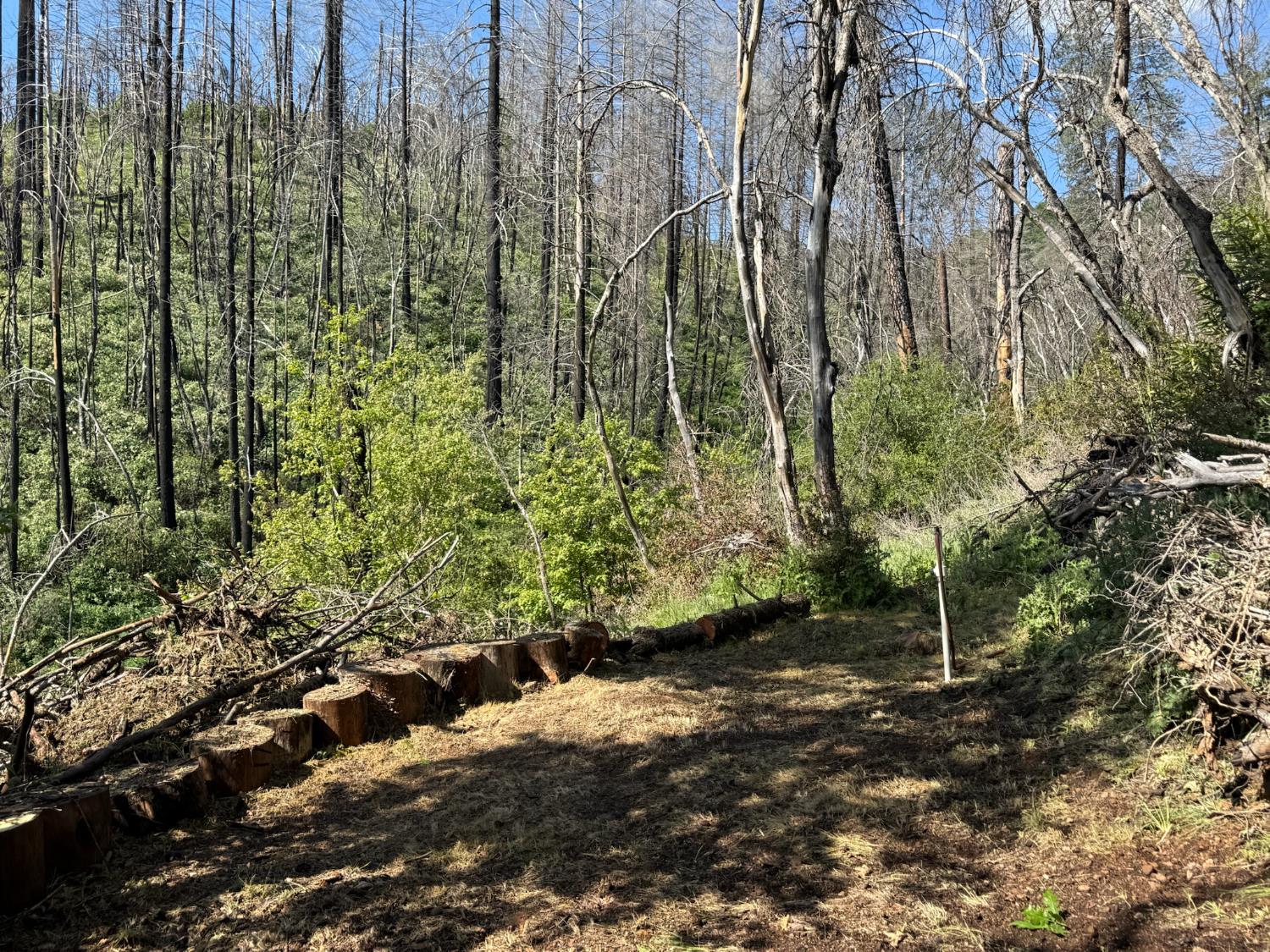 20976 Clydesdale Road Grass Valley, CA 95949 - Photo 50 of 54 a view of a garden with plants