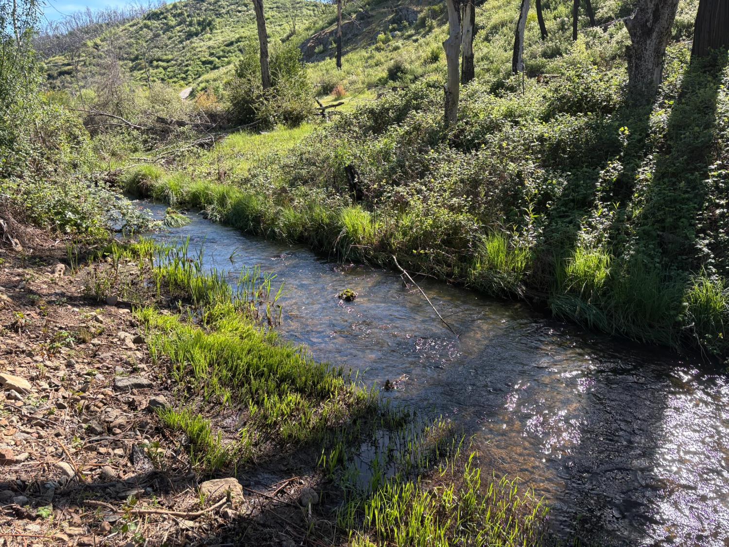 20976 Clydesdale Road Grass Valley, CA 95949 - Photo 5 of 54 a view of a yard with plants and large trees
