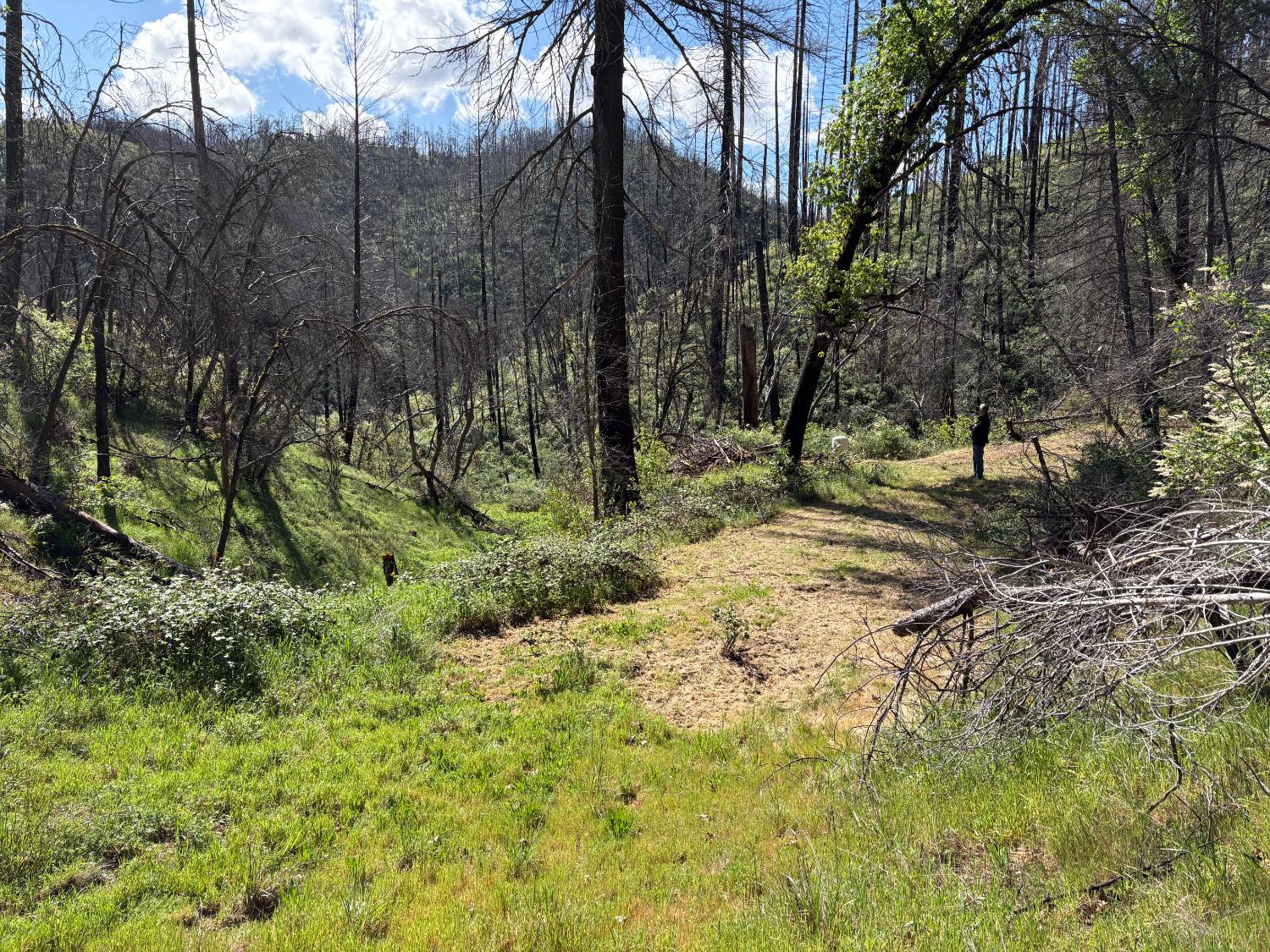 20976 Clydesdale Road Grass Valley, CA 95949 - Photo 54 of 54 a backyard of a house with lots of green space