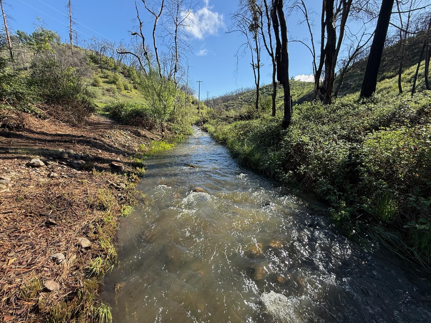 20976 Clydesdale Road Grass Valley, CA 95949 - Photo 7 of 54 a view of a yard with plants and large trees