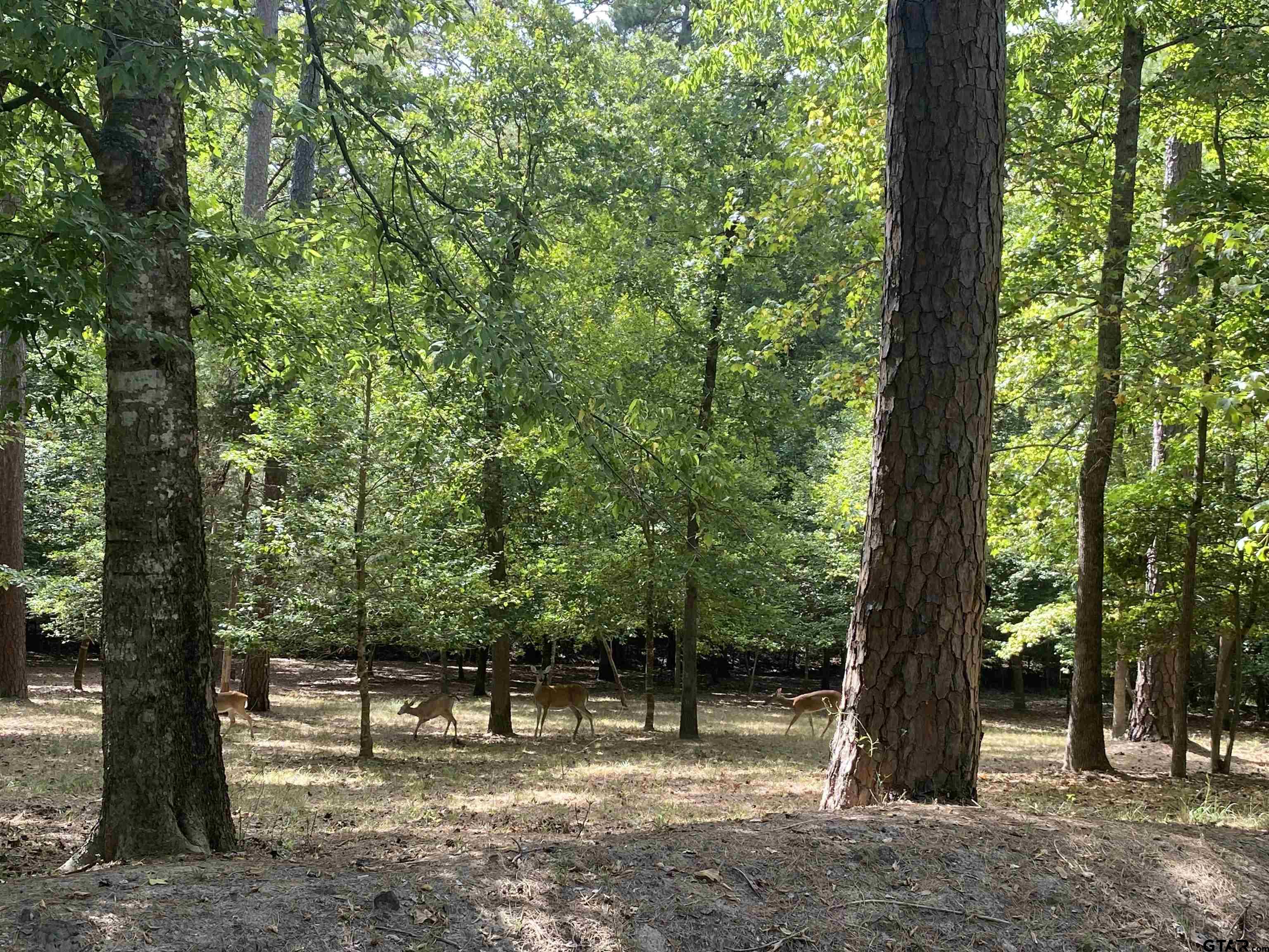 Tbd Lamplight Path Holly Lake Ranch, TX 75765 - Photo 5 of 15 a view of a yard with a tree