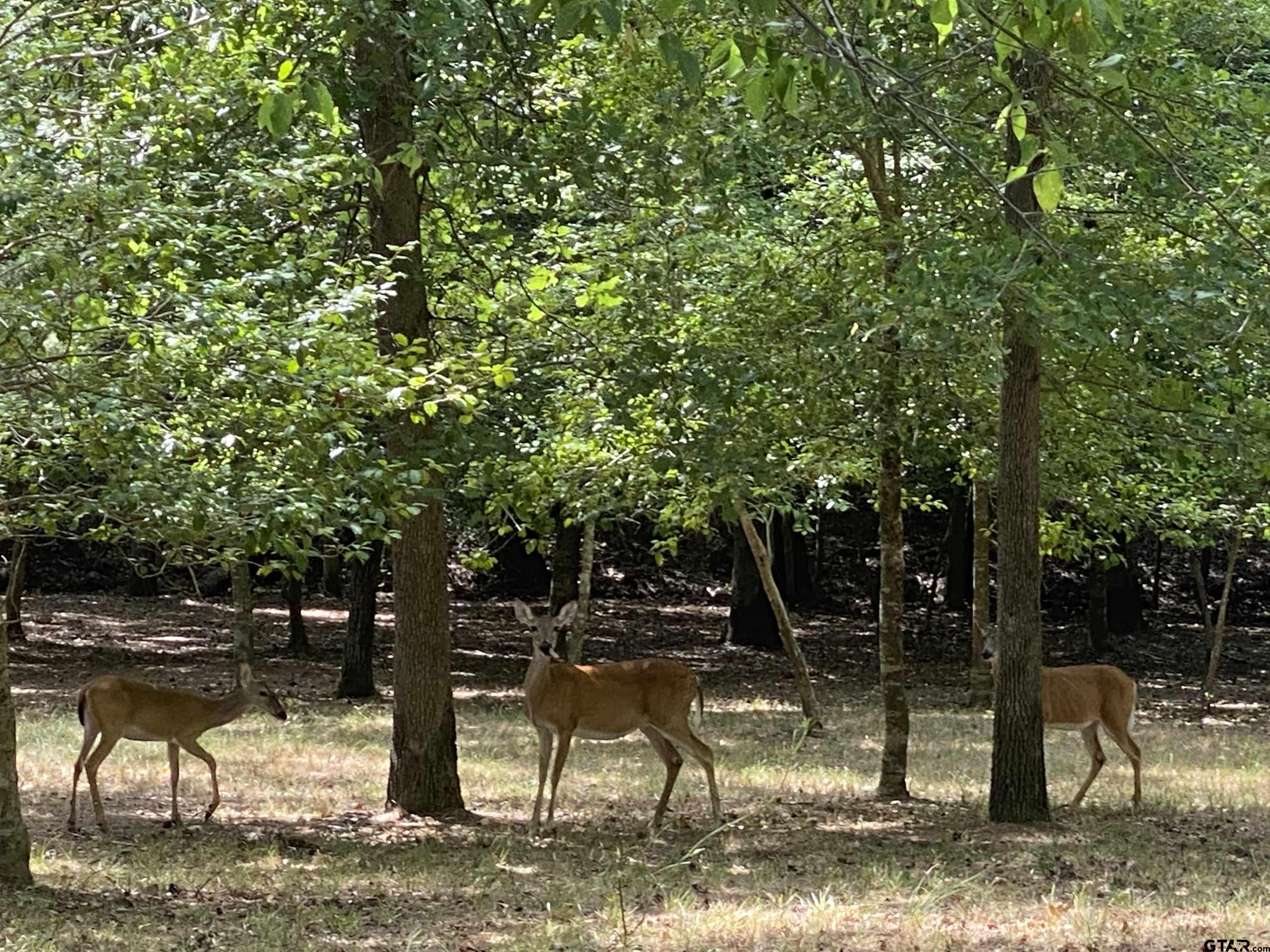 Tbd Lamplight Path Holly Lake Ranch, TX 75765 - Photo 6 of 15