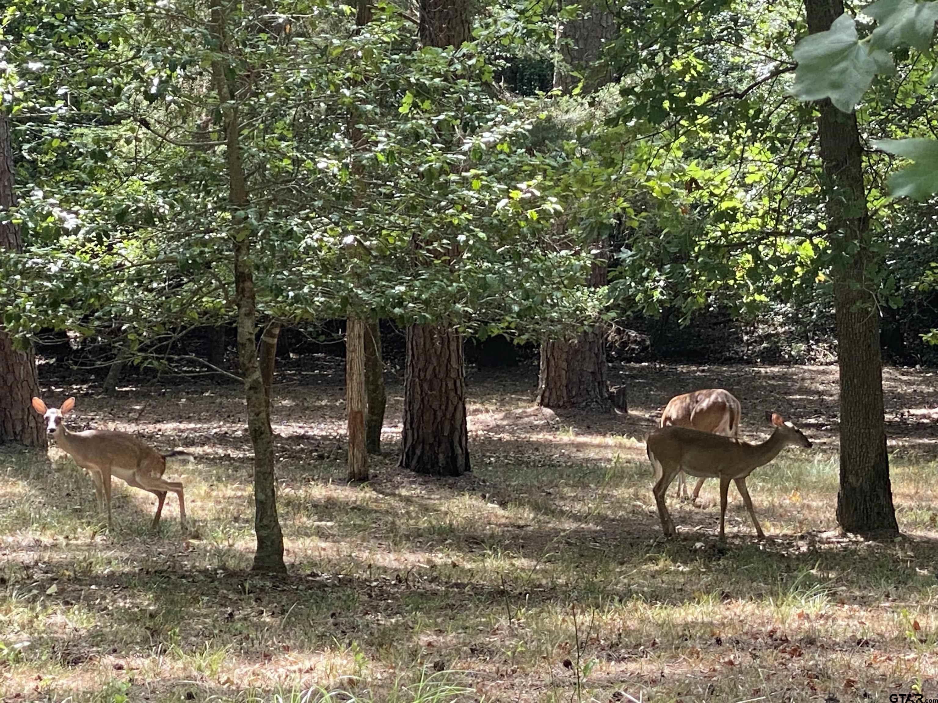 Tbd Lamplight Path Holly Lake Ranch, TX 75765 - Photo 7 of 15 a backyard of a house with table and chairs