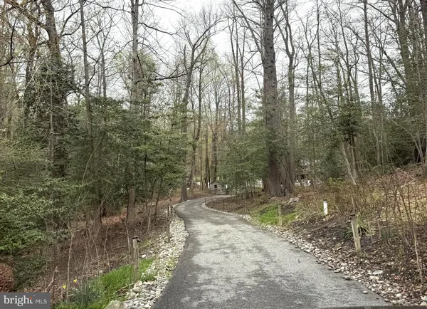 a view of a forest filled with trees