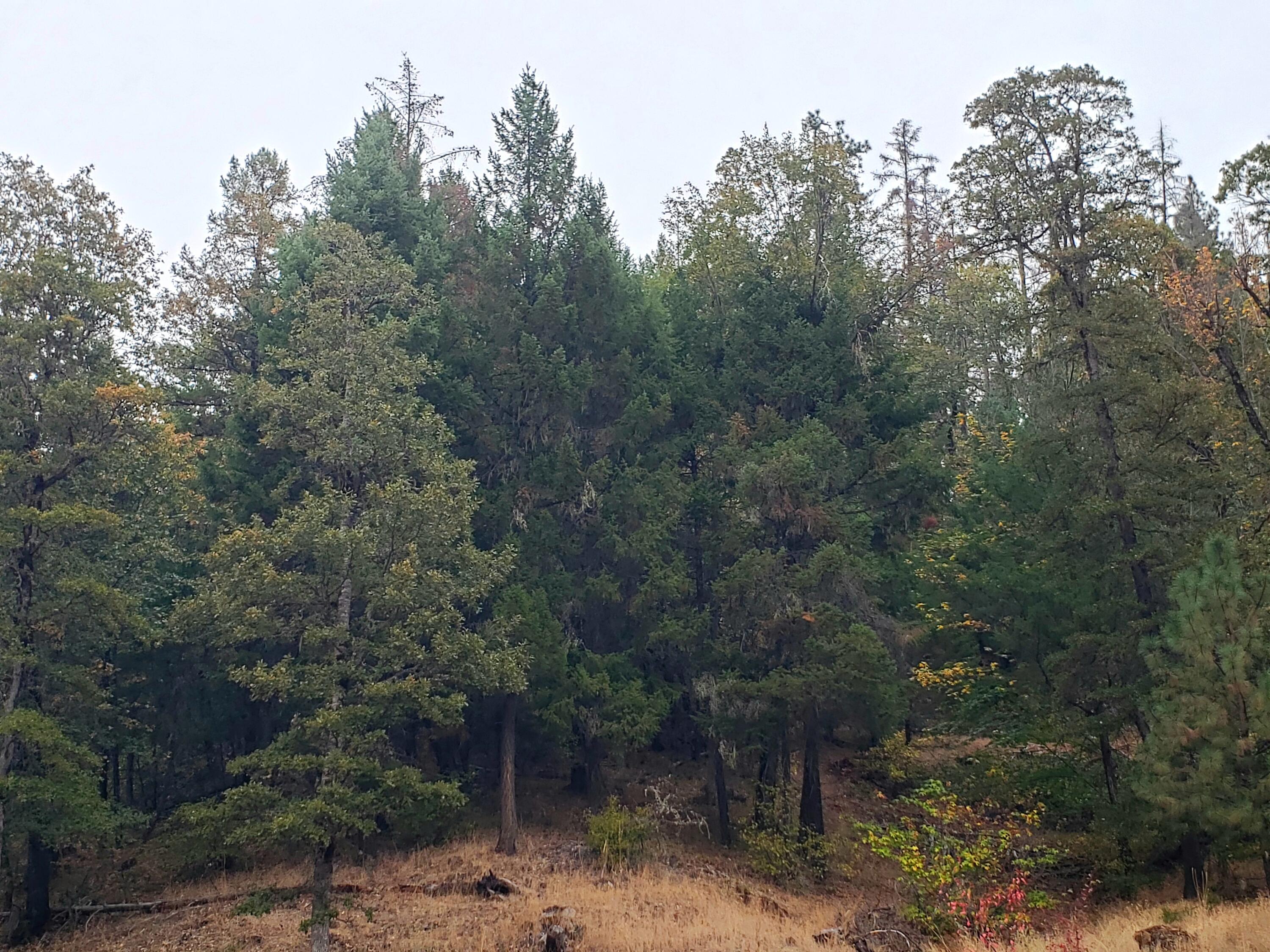 3969 Old Ferry Road Shady Cove, OR 97539 - Photo 4 of 20 20221109_055420