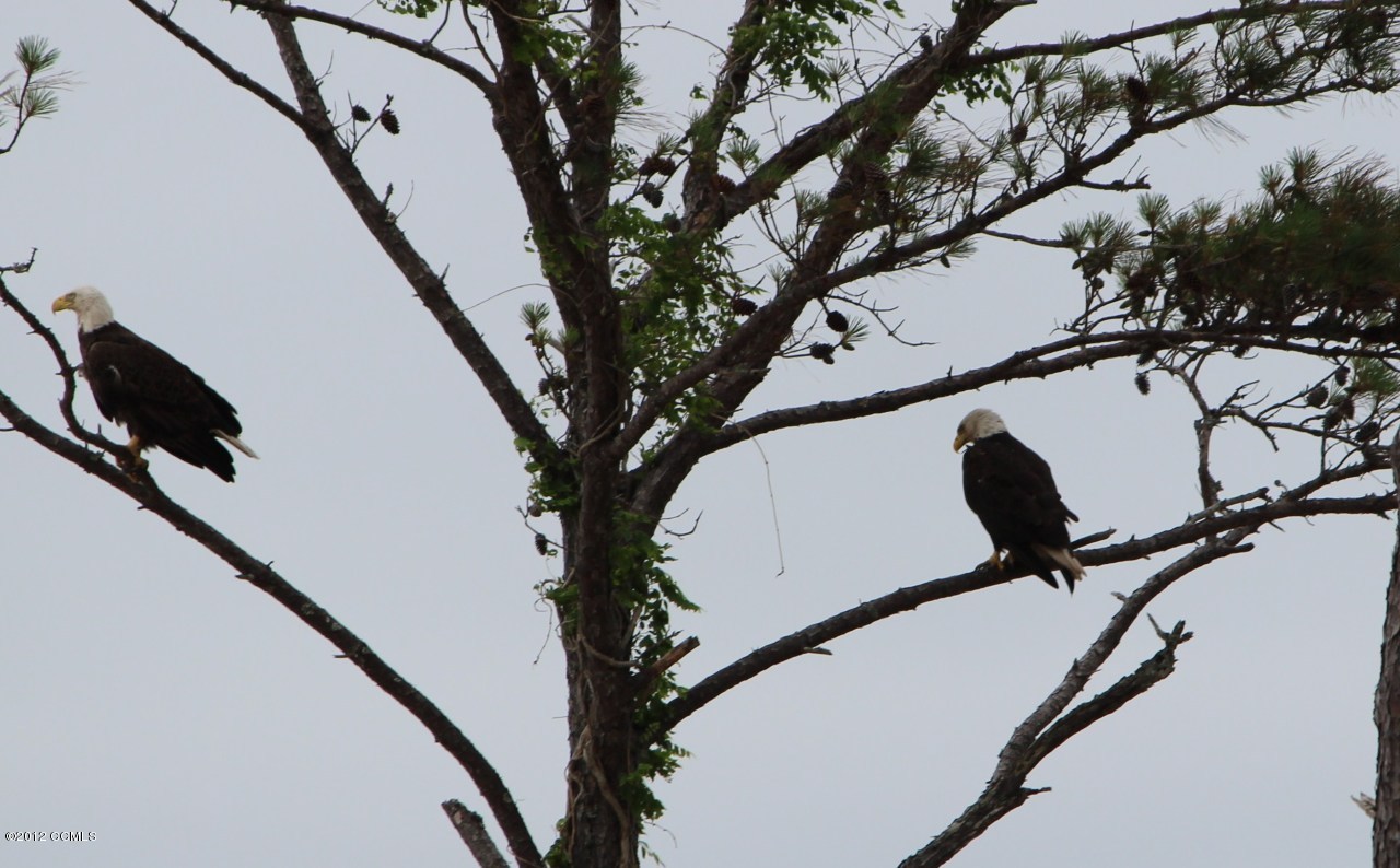 301 Sandy Point Drive Beaufort, NC 28516 - Photo 50 of 52 Sandy Point Eagles