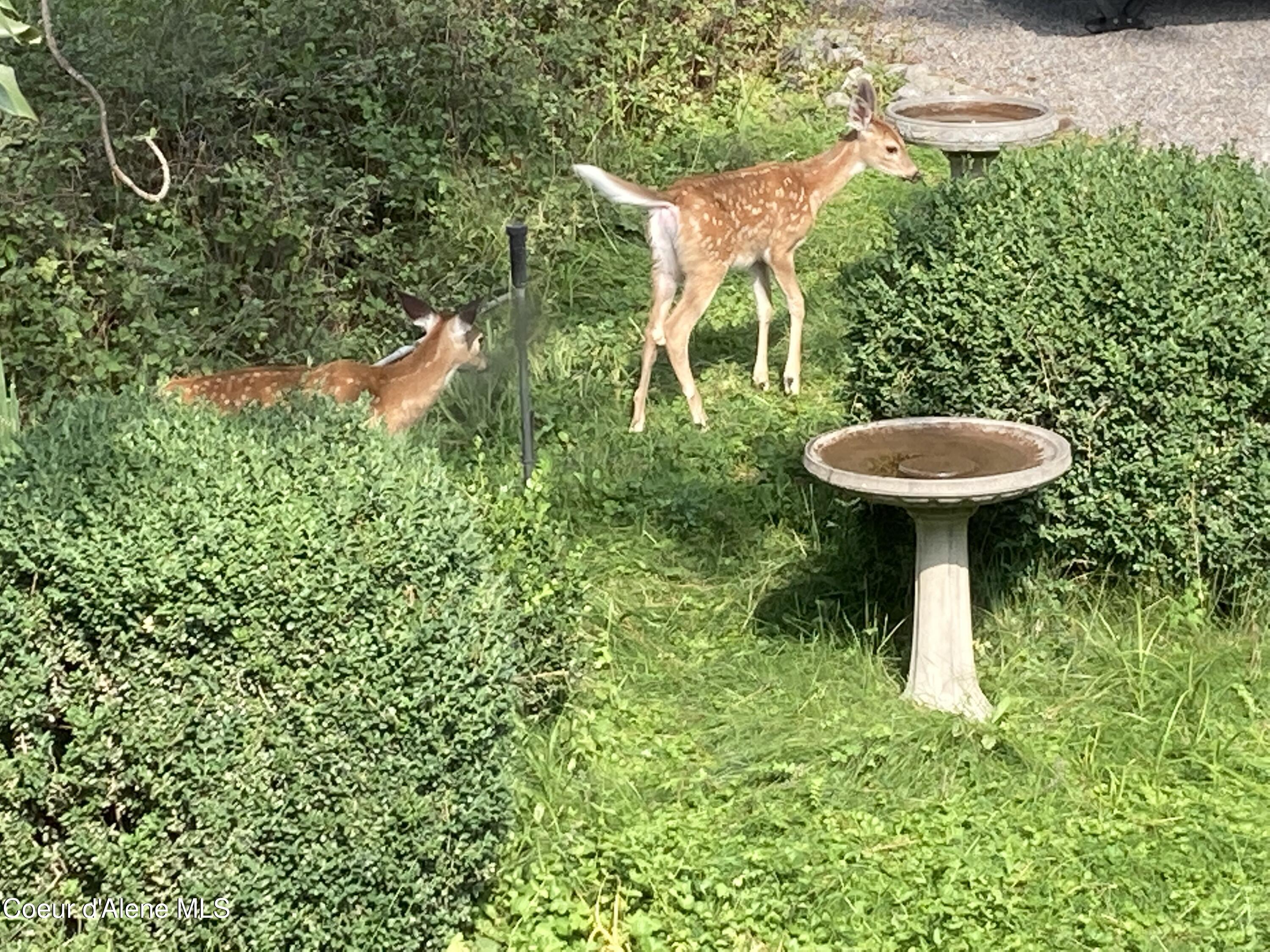 3226 District 2 Road Bonners Ferry, ID 83805 - Photo 89 of 91 IMG_3724