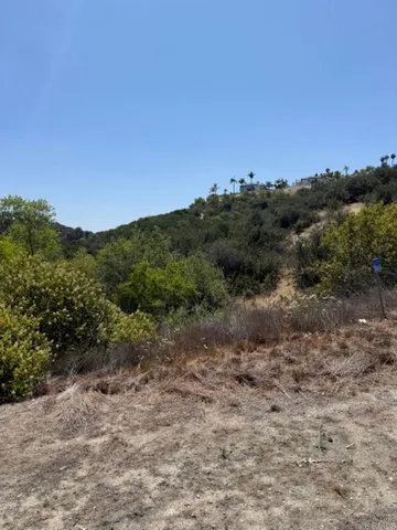 a view of a forest with trees in the background
