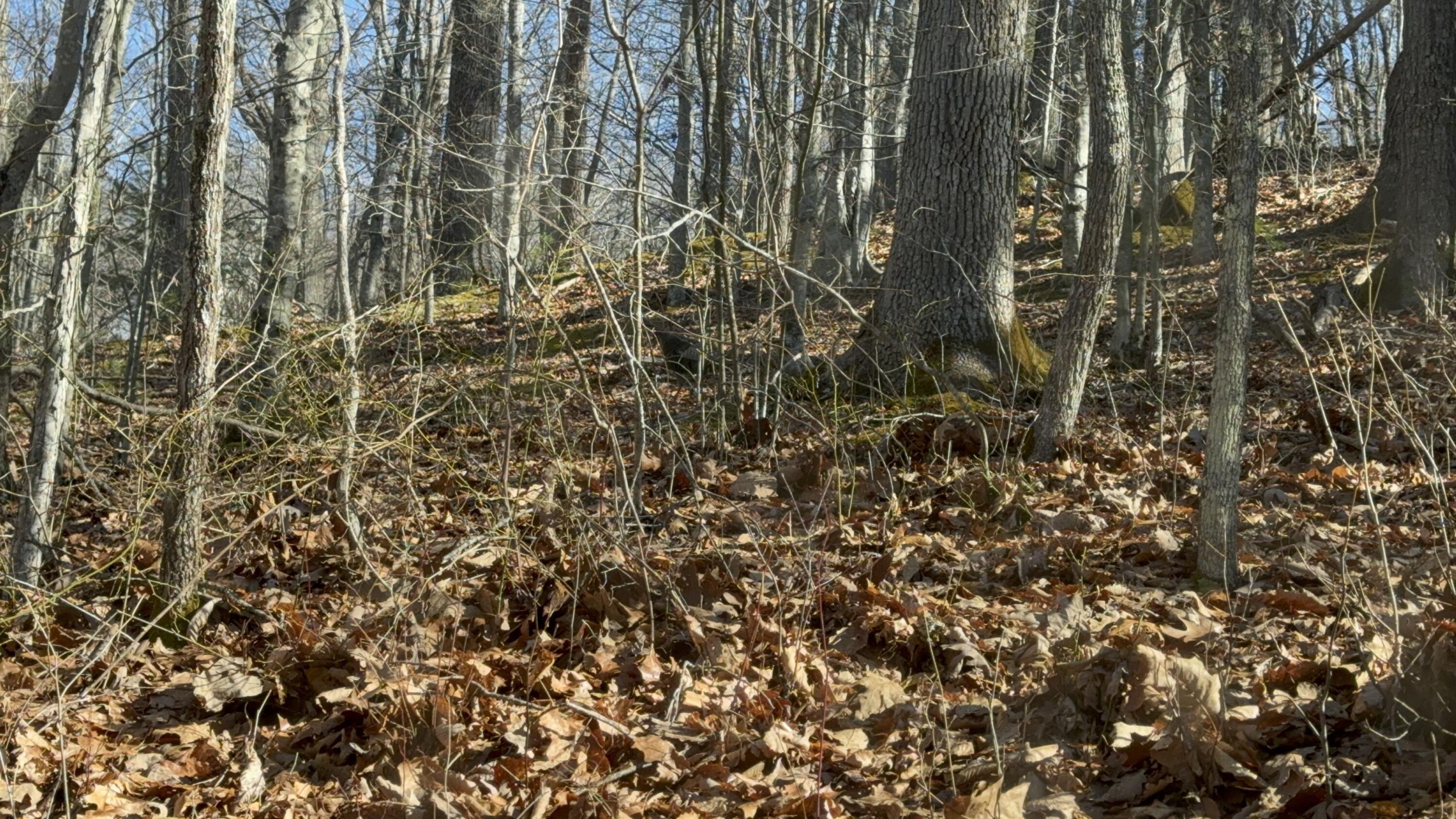 1900 Mount View Road Alderson, WV 24910 - Photo 4 of 18 image 800661