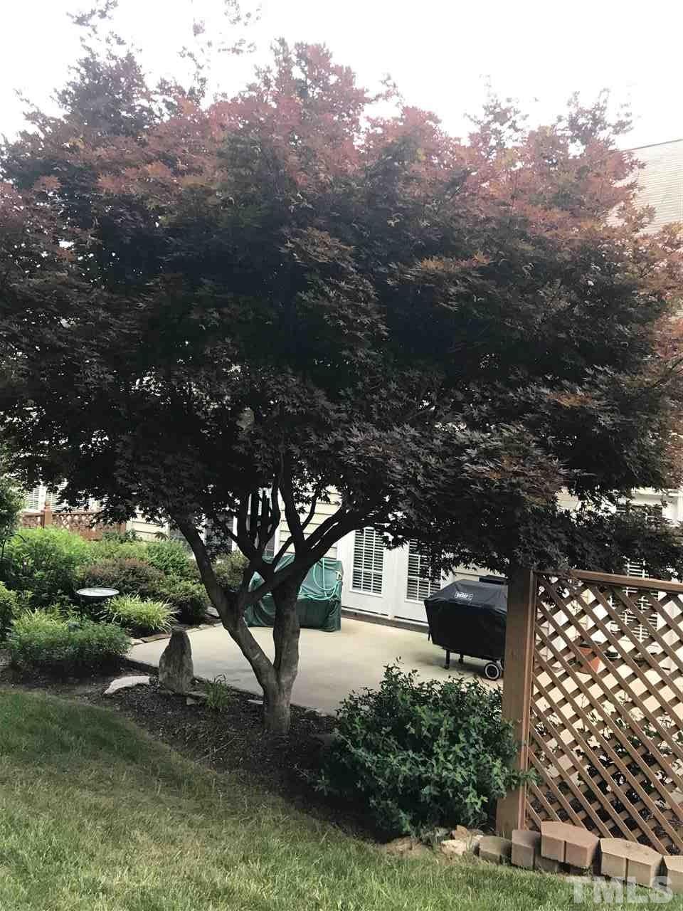 3923 Sunset Maple Court Raleigh, NC 27612 - Photo 3 of 3 a picture of tree