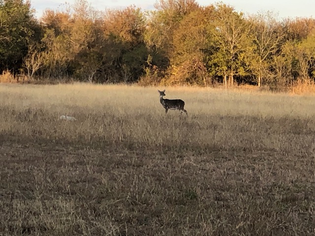 1512 River Grove Road, Unit A Kingsbury, TX 78638 - Photo 34 of 35 View of undeveloped land featuring rural landscape