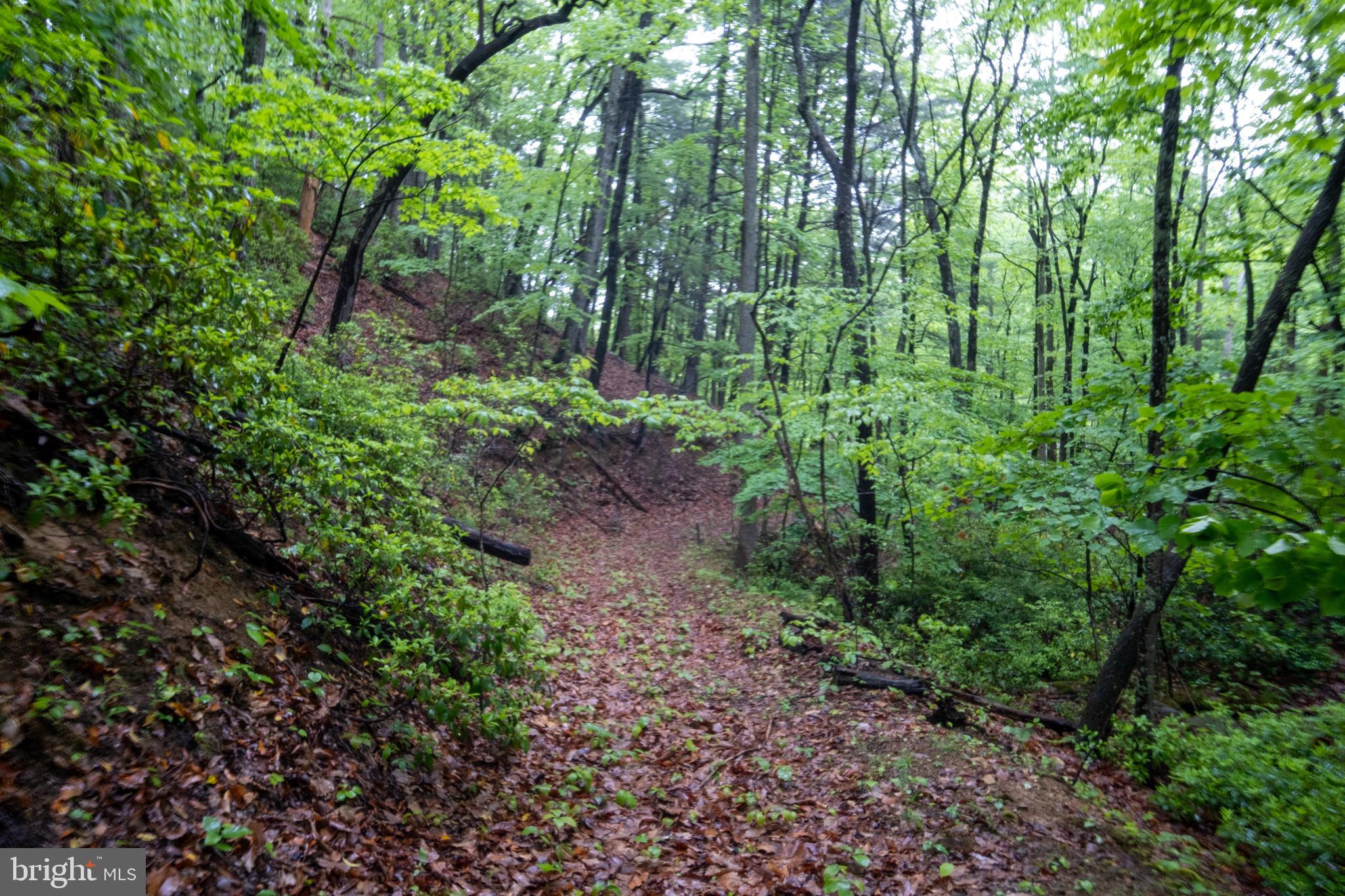 52-53 Audrey Lane Blue Ridge, VA 24064 - Photo 11 of 43 a view of forest