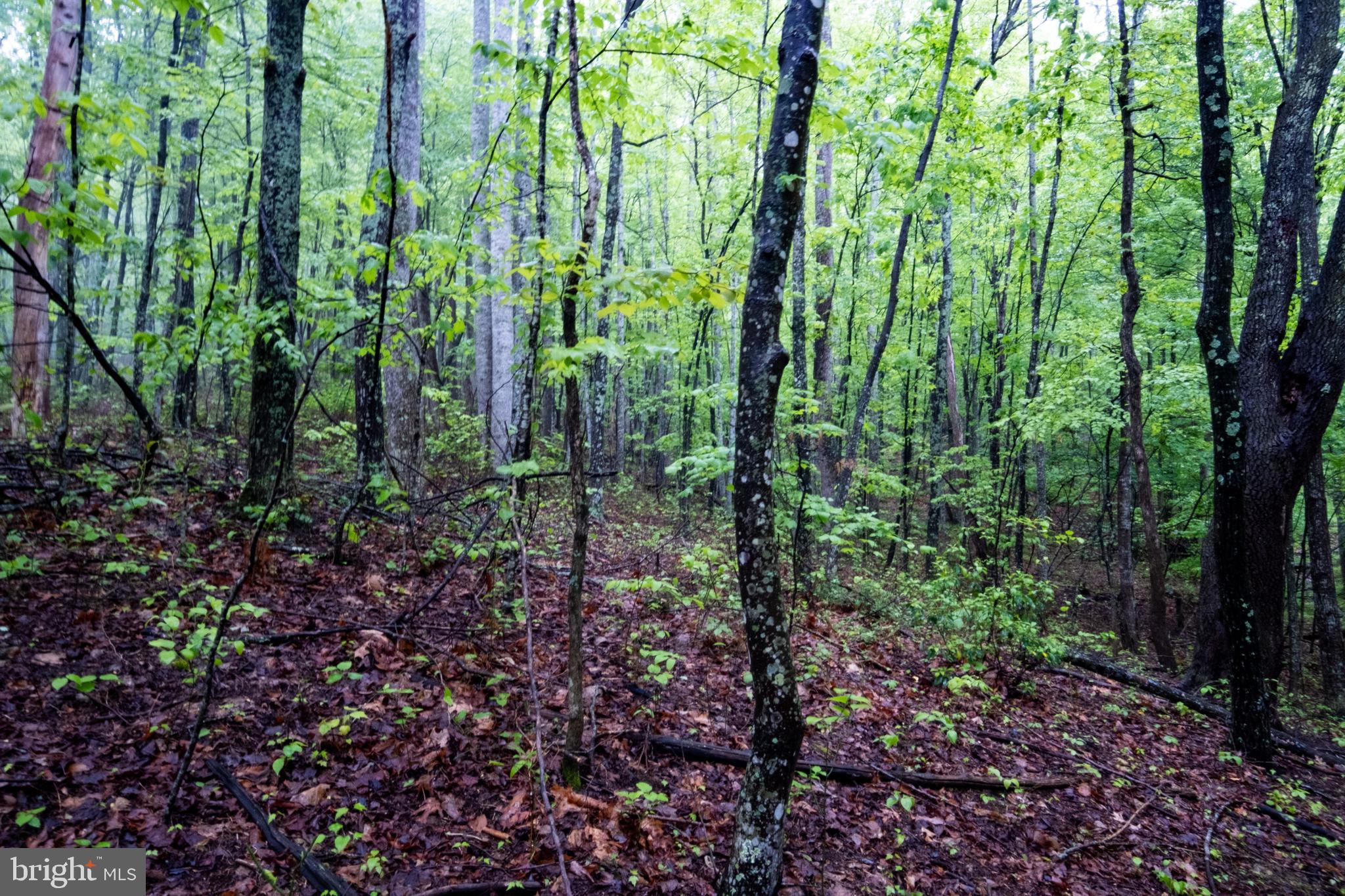 52-53 Audrey Lane Blue Ridge, VA 24064 - Photo 19 of 43 a view of forest