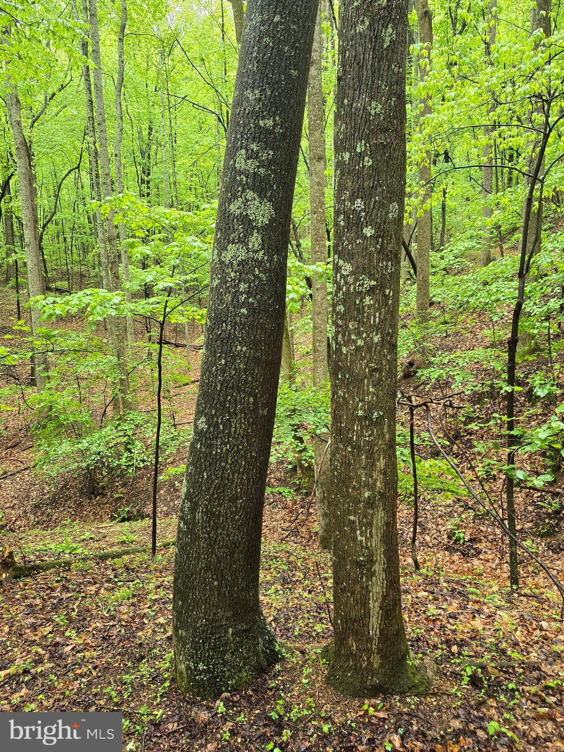 52-53 Audrey Lane Blue Ridge, VA 24064 - Photo 31 of 43