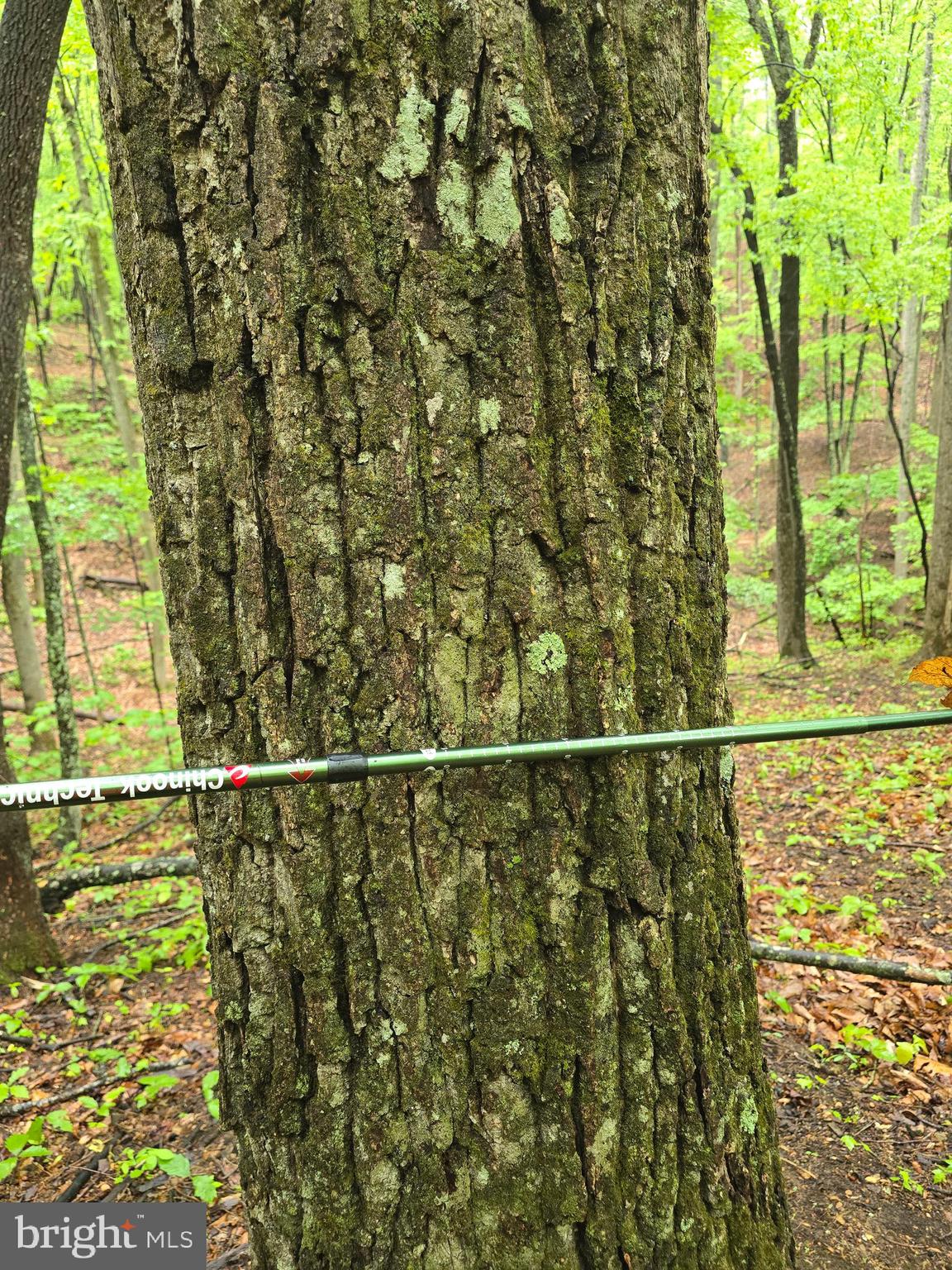 52-53 Audrey Lane Blue Ridge, VA 24064 - Photo 32 of 43 a view of a forest