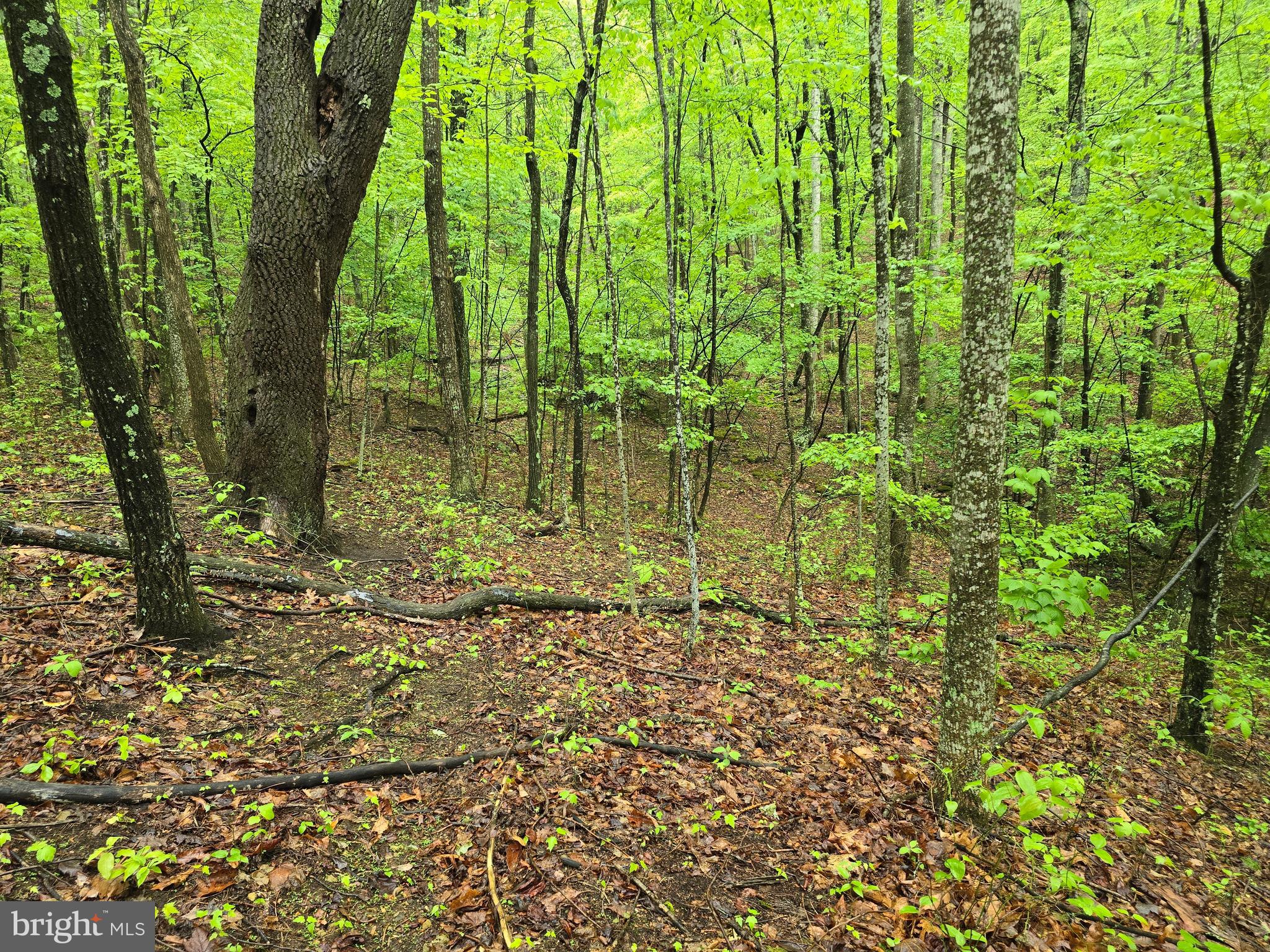 52-53 Audrey Lane Blue Ridge, VA 24064 - Photo 43 of 43 a garden view