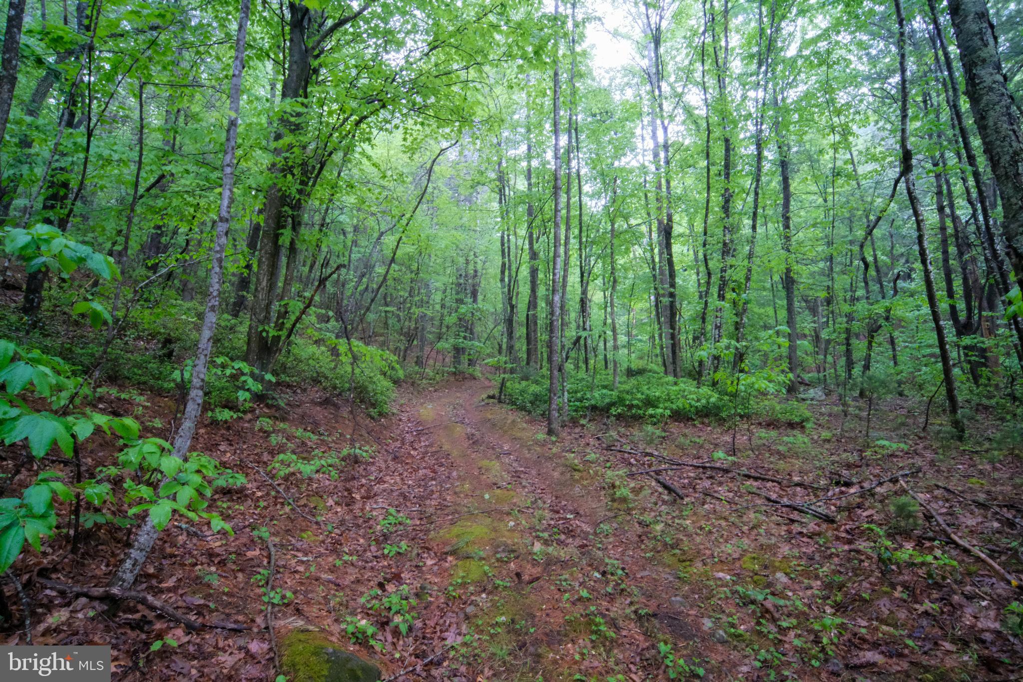 52-53 Audrey Lane Blue Ridge, VA 24064 - Photo 5 of 43 a view of a forest with trees in the background