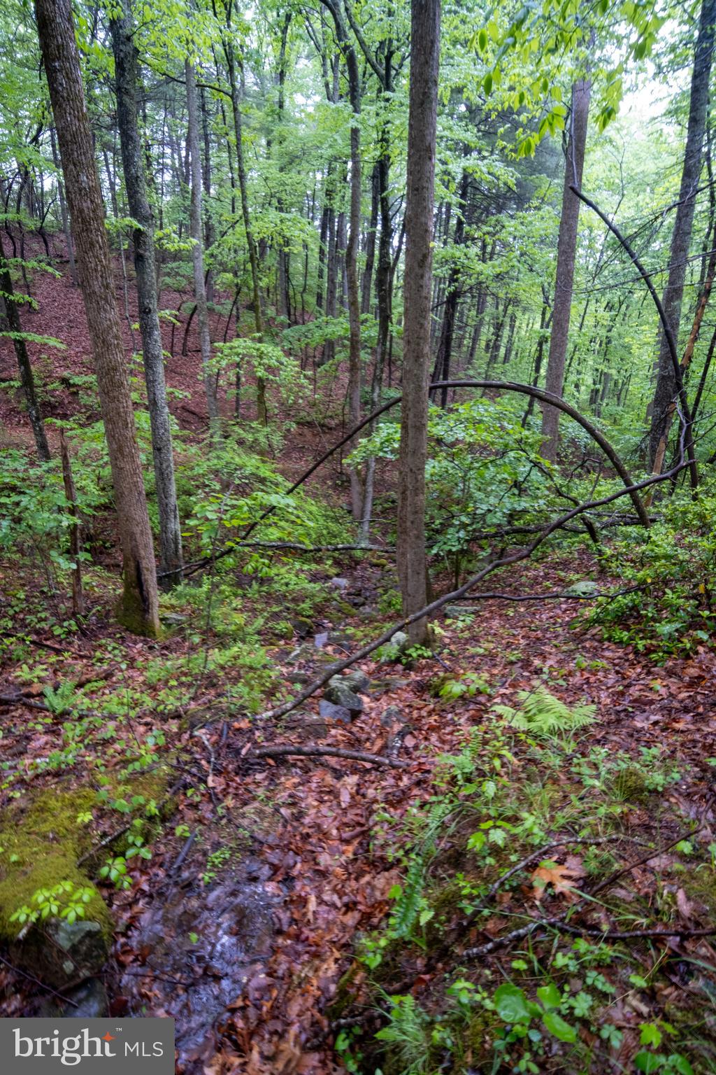52-53 Audrey Lane Blue Ridge, VA 24064 - Photo 7 of 43 a backyard of a house with lots of green space