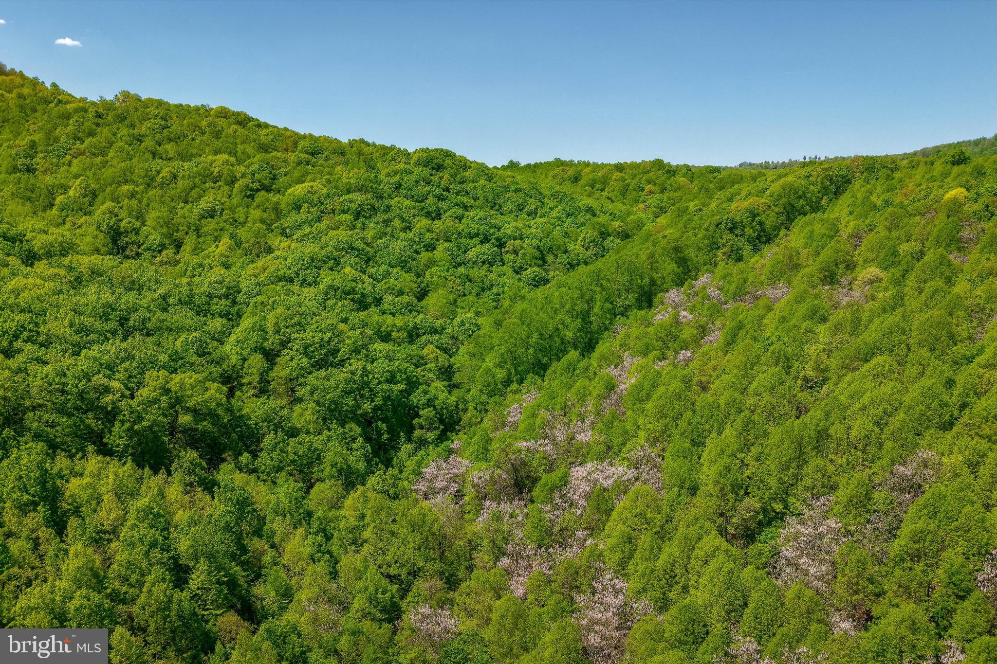 52-53 Audrey Lane Blue Ridge, VA 24064 - Photo 10 of 43 a view of a lush green forest with trees in the background