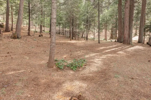 a view of a yard with trees