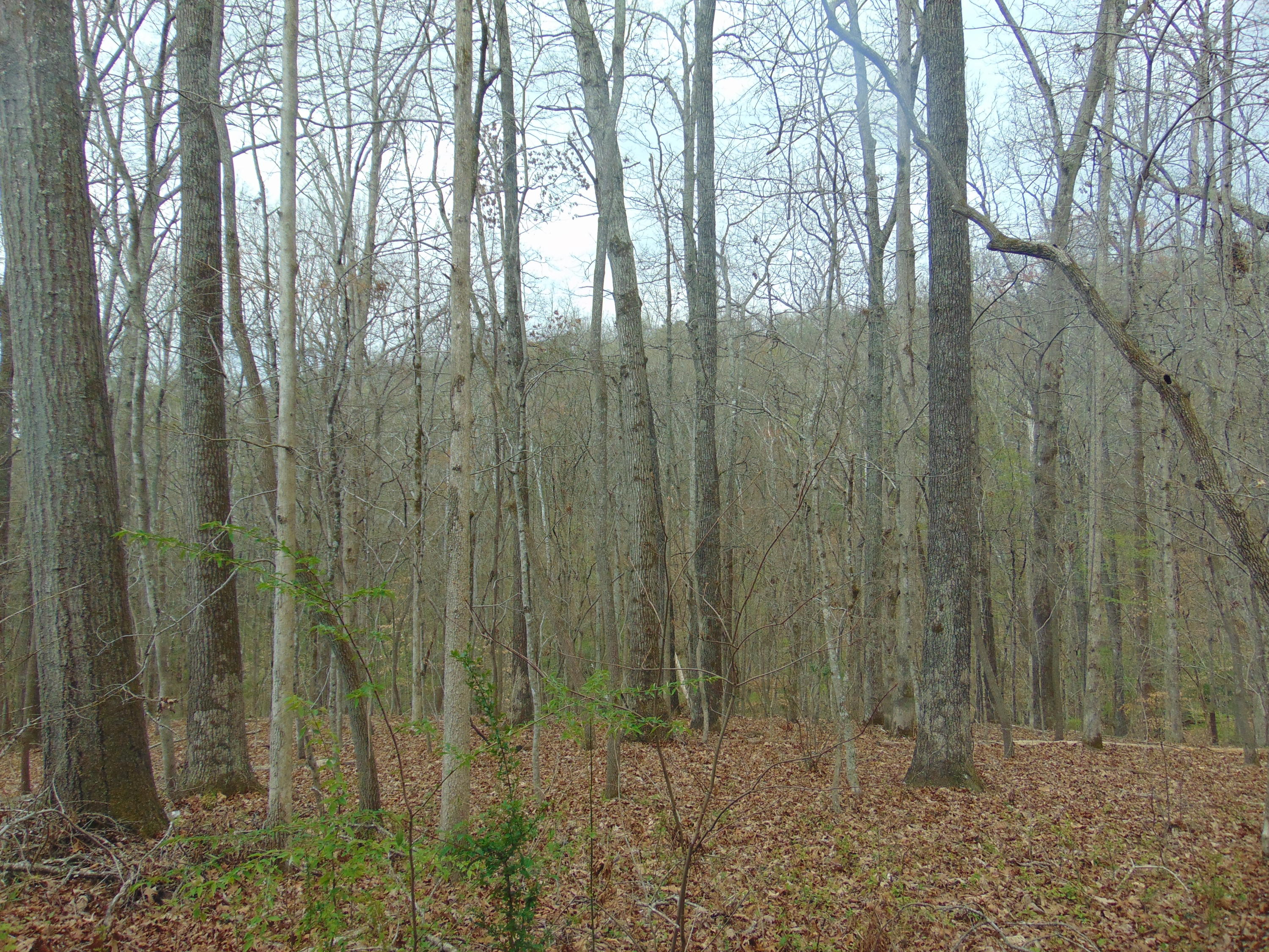 110 Stanton Lane Oak Ridge, TN 37830 - Photo 29 of 32 041