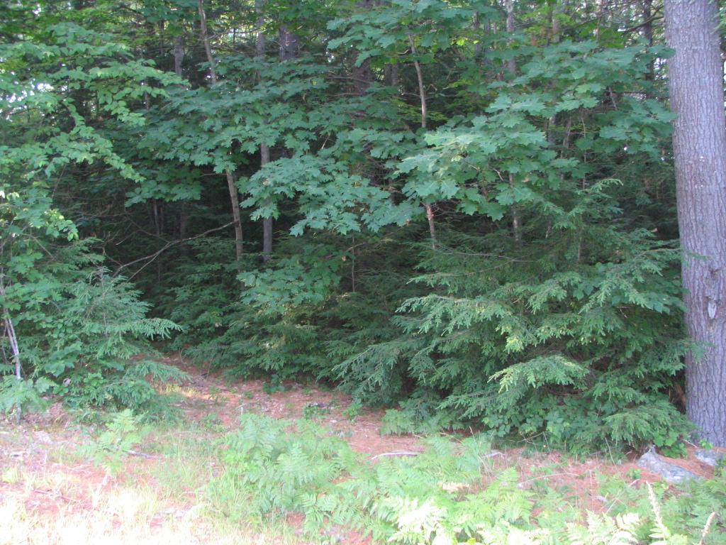 Lot 14 Sunridge Rindge, NH 03461 - Photo 1 of 16