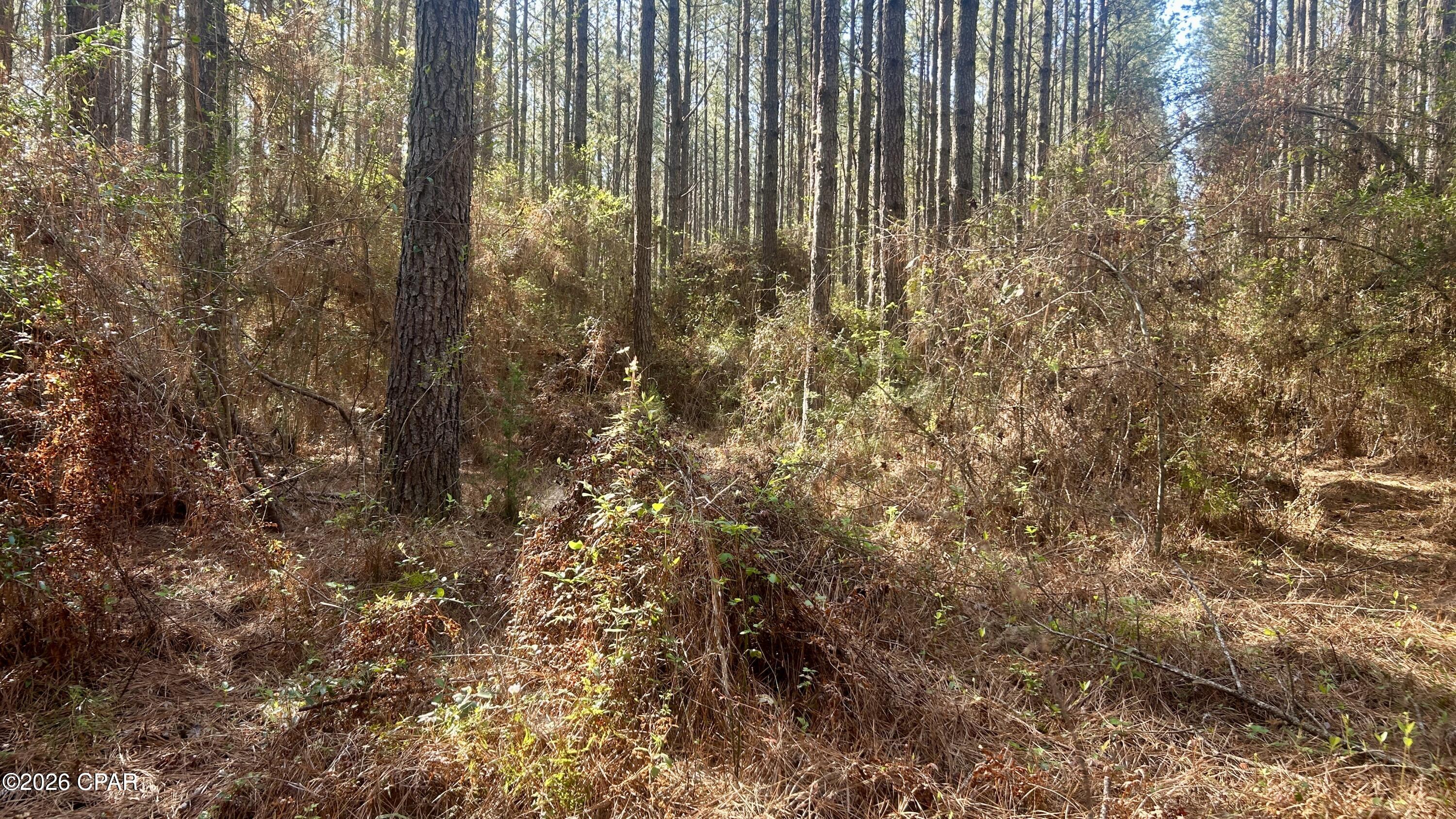 K Grimes Road Laurel Hill, FL 32567 - Photo 16 of 20 Gallery Image 16