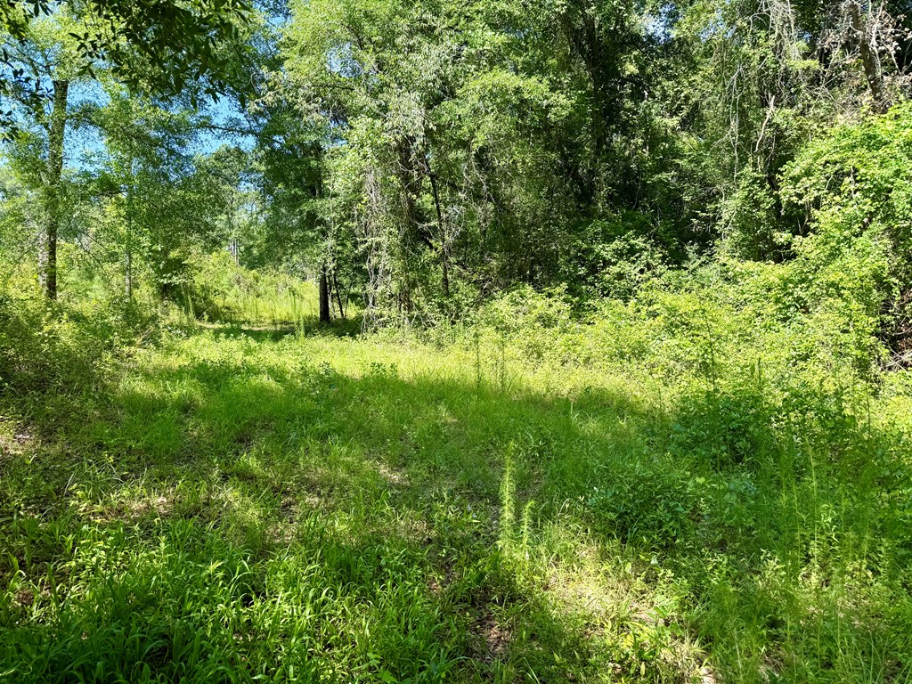 60-acres Hutton Road Hartford, AL 36344 - Photo 27 of 31