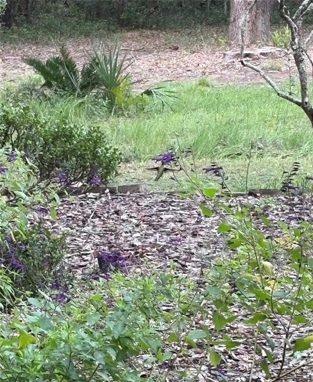 1520 Baden Powell Road Hawthorne, FL 32640 - Photo 33 of 38 Gallery Image 33