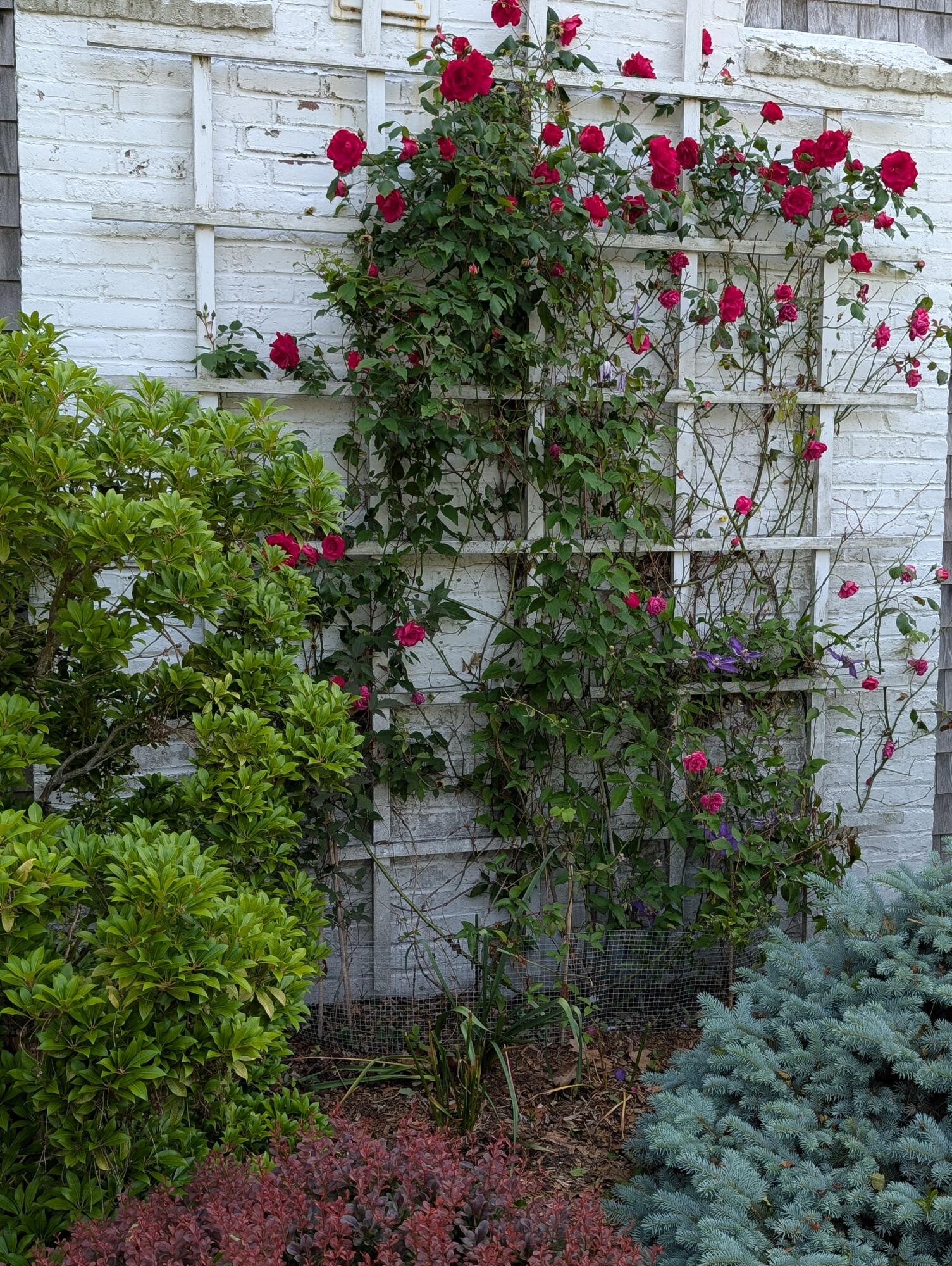 16 Old Salt Works Road Chatham, MA 02633 - Photo 14 of 69 a bunch of flowers are in a garden