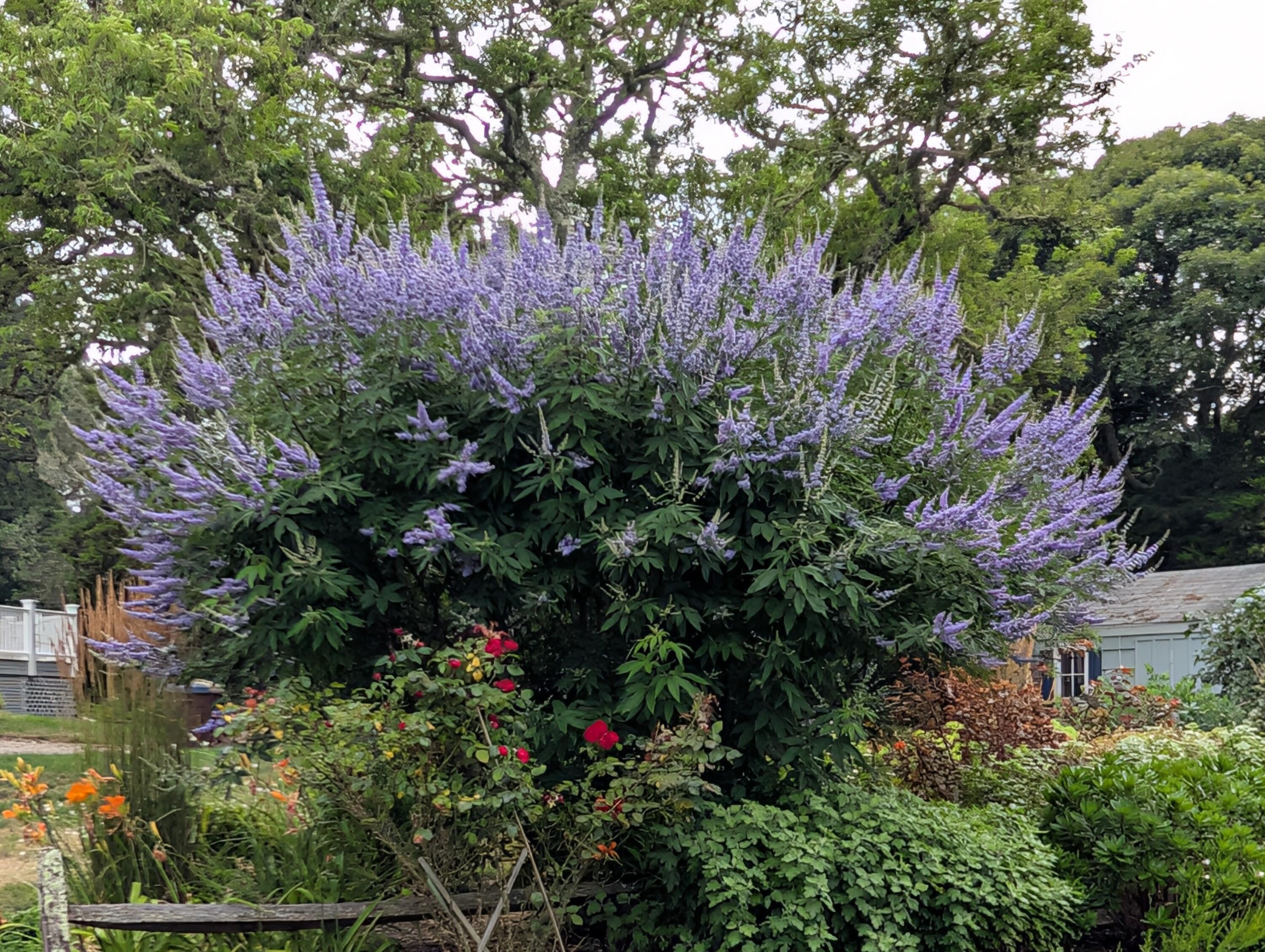 16 Old Salt Works Road Chatham, MA 02633 - Photo 46 of 69 a view of a garden with plants